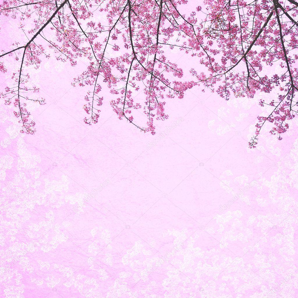 Pink Sakura Wallpapers Top Free Pink Sakura Backgrounds WallpaperAccess