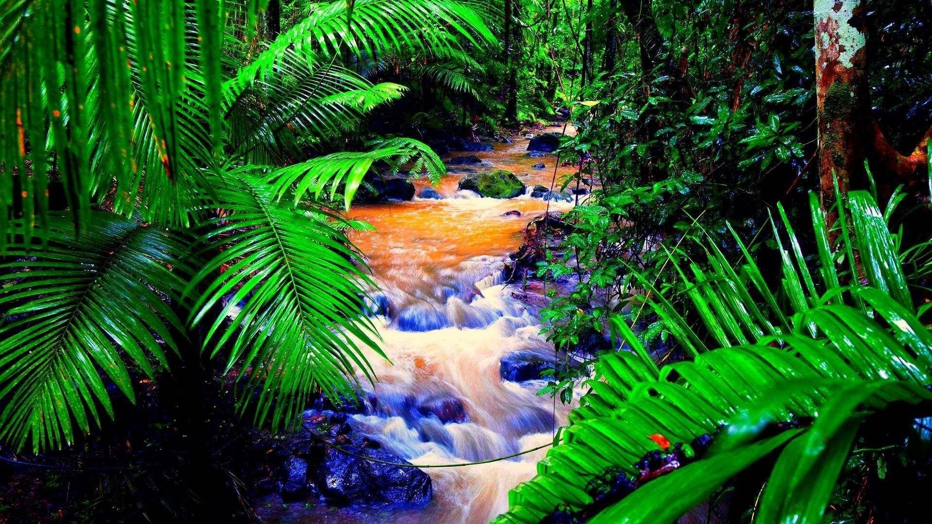 3D Tropical Rainforest Wallpapers Top Free 3D Tropical Rainforest
