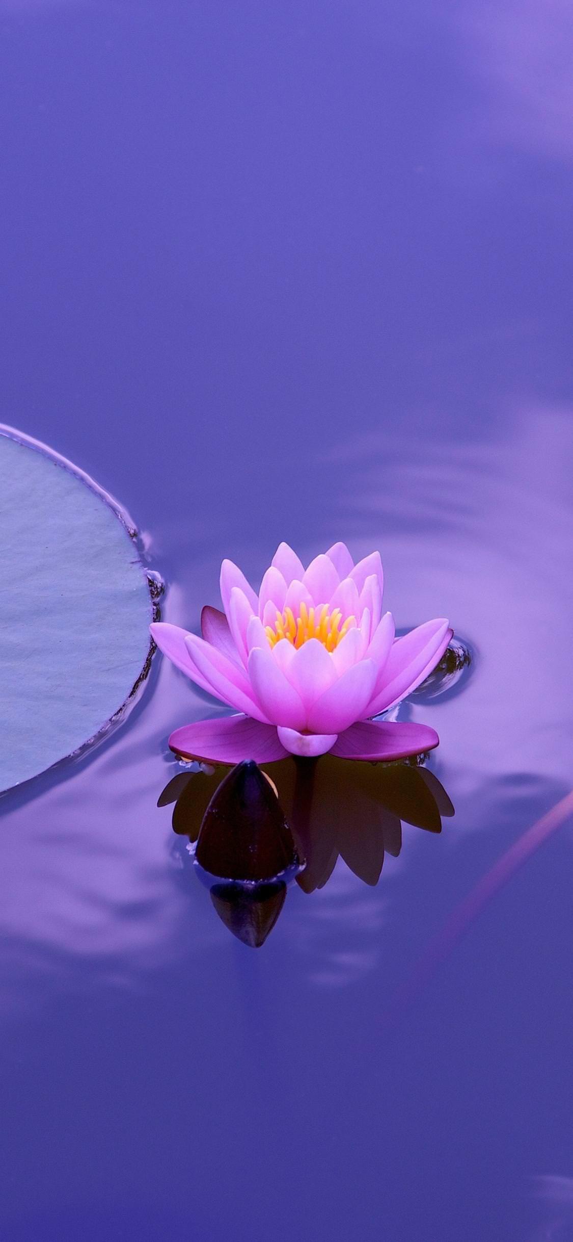 Purple Lotus Wallpapers Top Free Purple Lotus Backgrounds