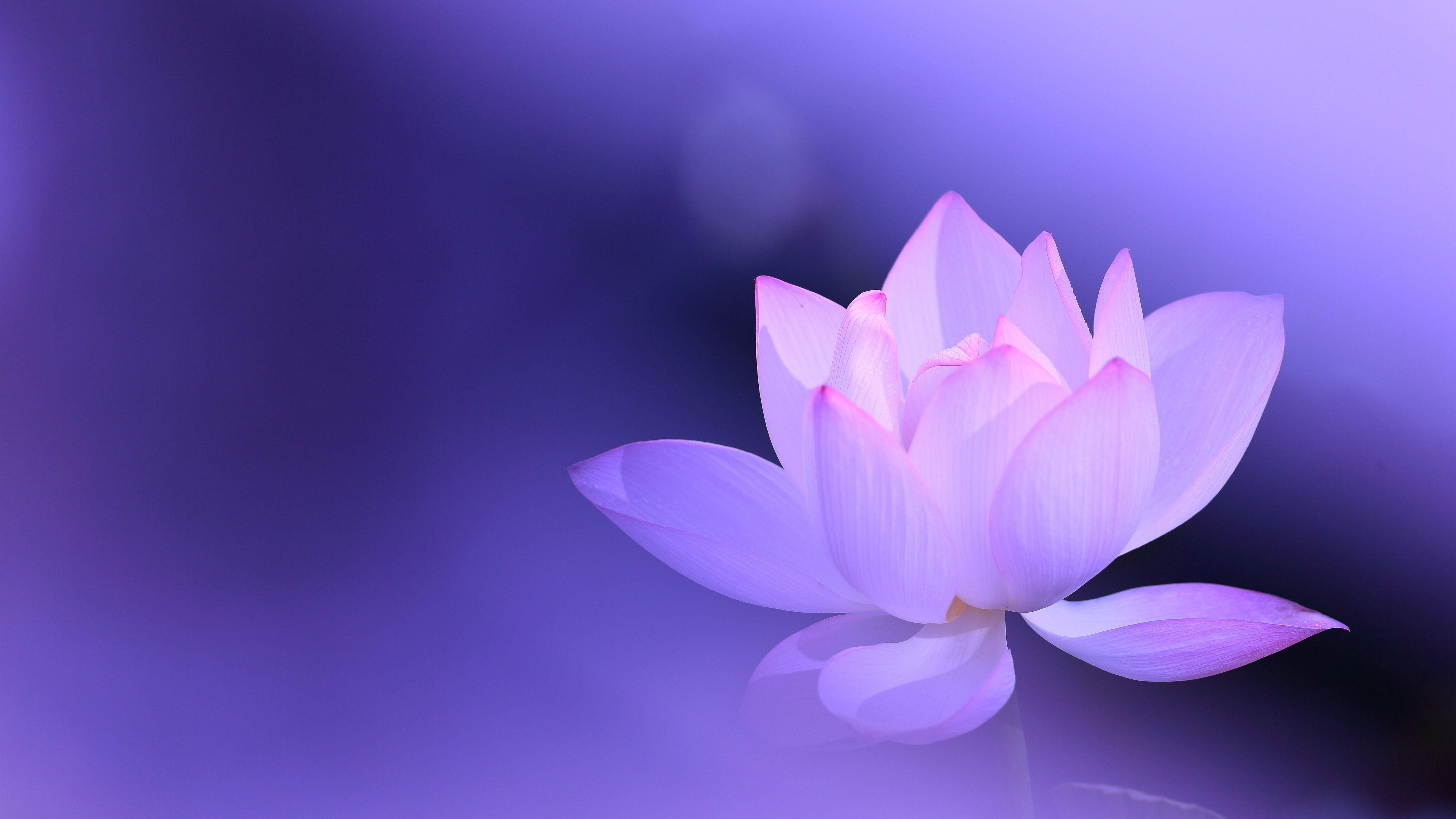 Purple Lotus Wallpapers Top Free Purple Lotus Backgrounds