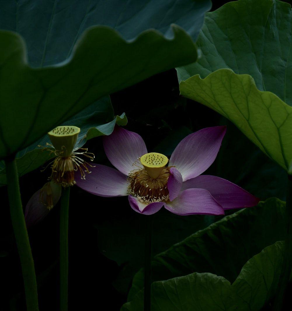 Purple Lotus Flower Wallpaper