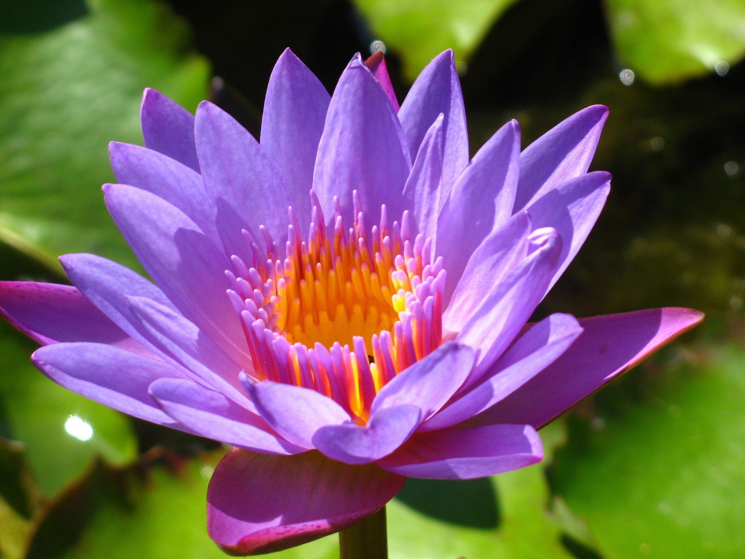 Purple Lotus Wallpapers Top Free Purple Lotus Backgrounds
