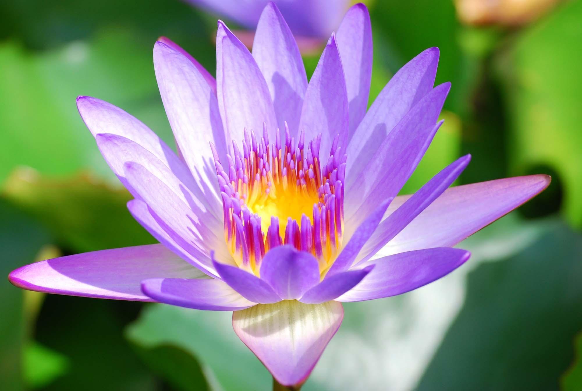 Purple Lotus Wallpapers Top Free Purple Lotus Backgrounds