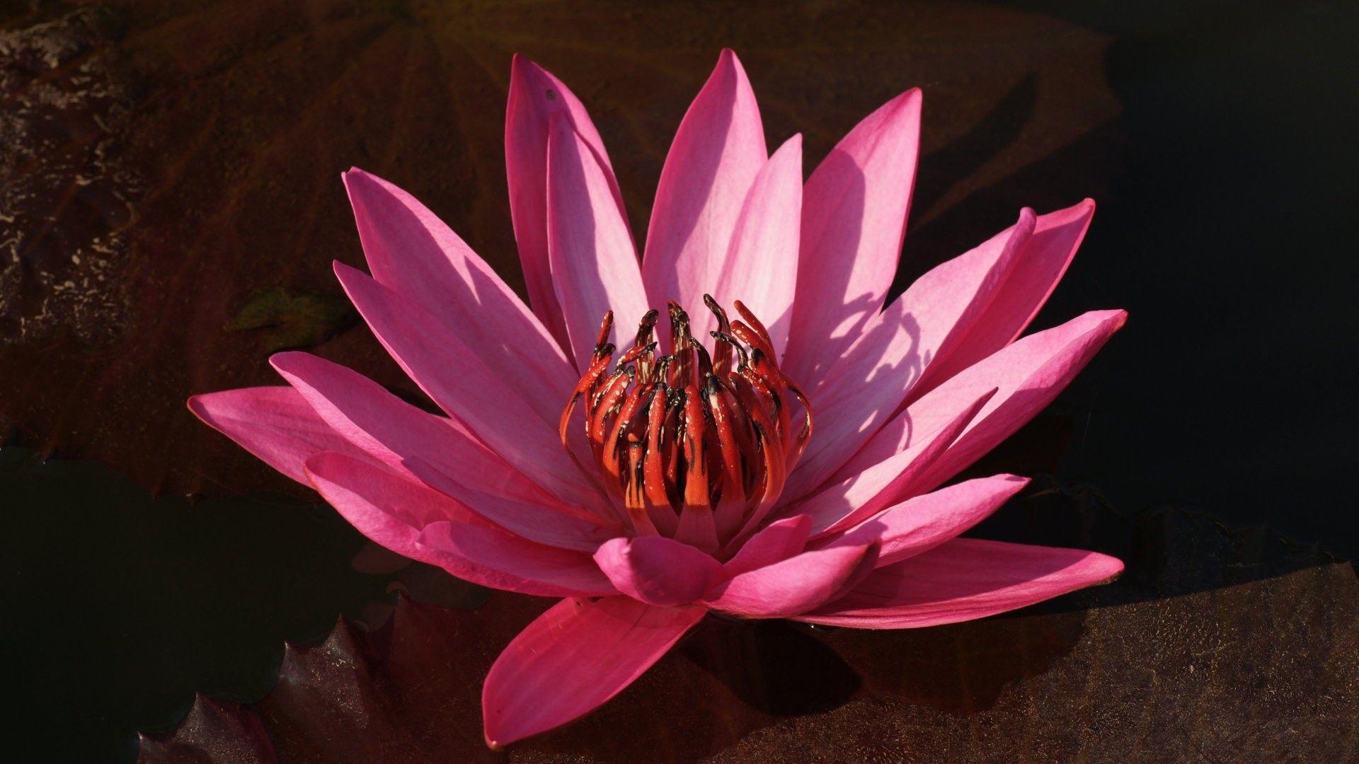 Purple Lotus Wallpapers Top Free Purple Lotus Backgrounds