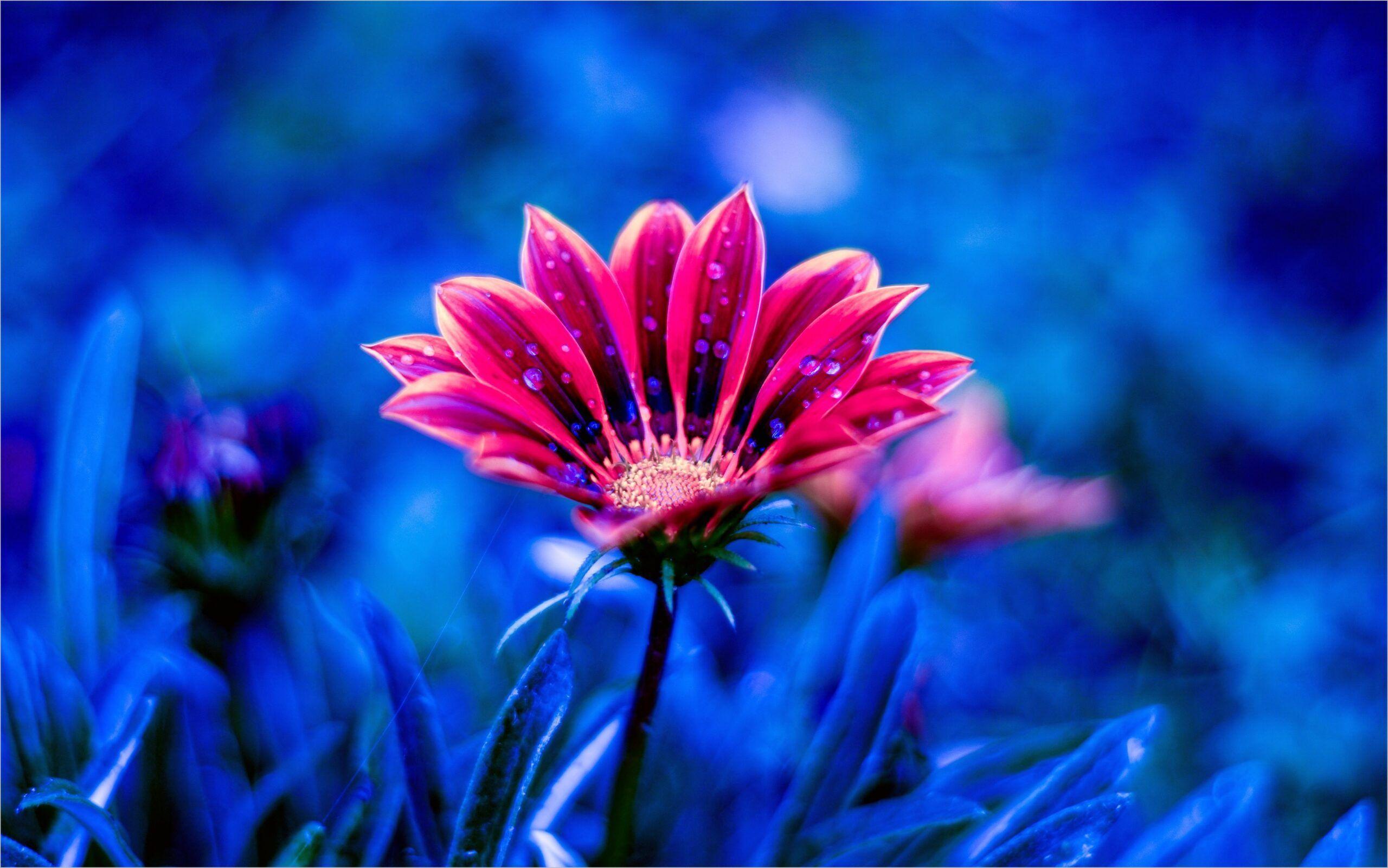 Best 3D Wallpapers Of Flowers at Daniel Dubois blog