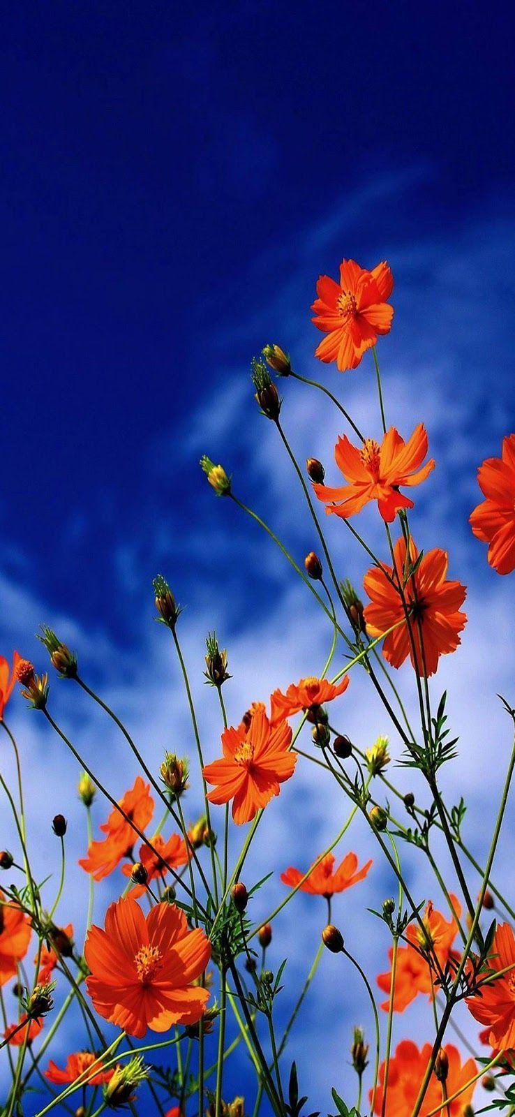 3D Ultra Hd Flower Wallpapers - Top Free 3D Ultra Hd Flower Backgrounds - Wallpaperaccess