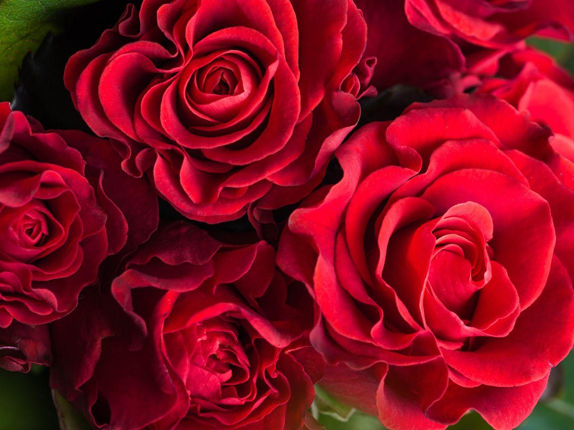 Elegant Red Wallpapers Top Free Elegant Red Backgrounds WallpaperAccess