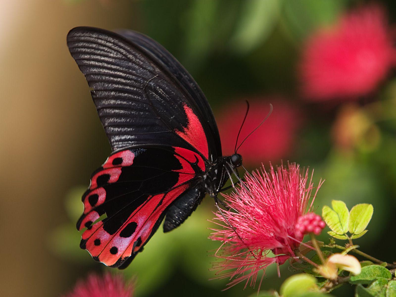 Red Butterfly 3D Wallpapers Top Free Red Butterfly 3D Backgrounds