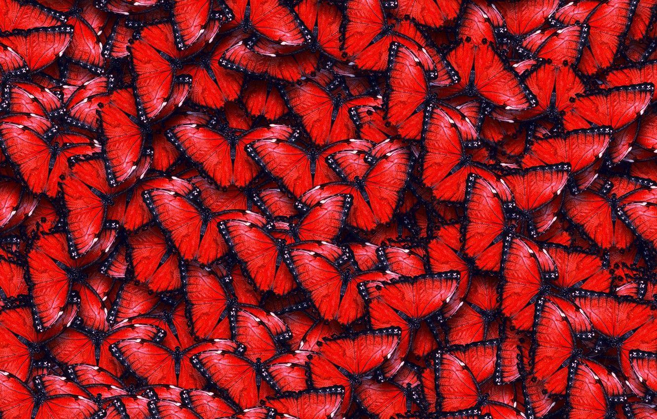 Black and Red Butterfly Wallpapers Top Free Black and Red Butterfly