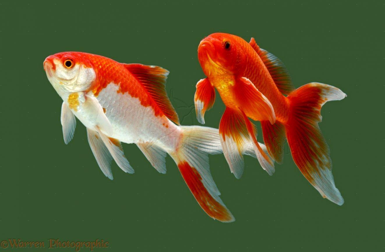 Goldfish HD Wallpapers Top Free Goldfish HD Backgrounds WallpaperAccess