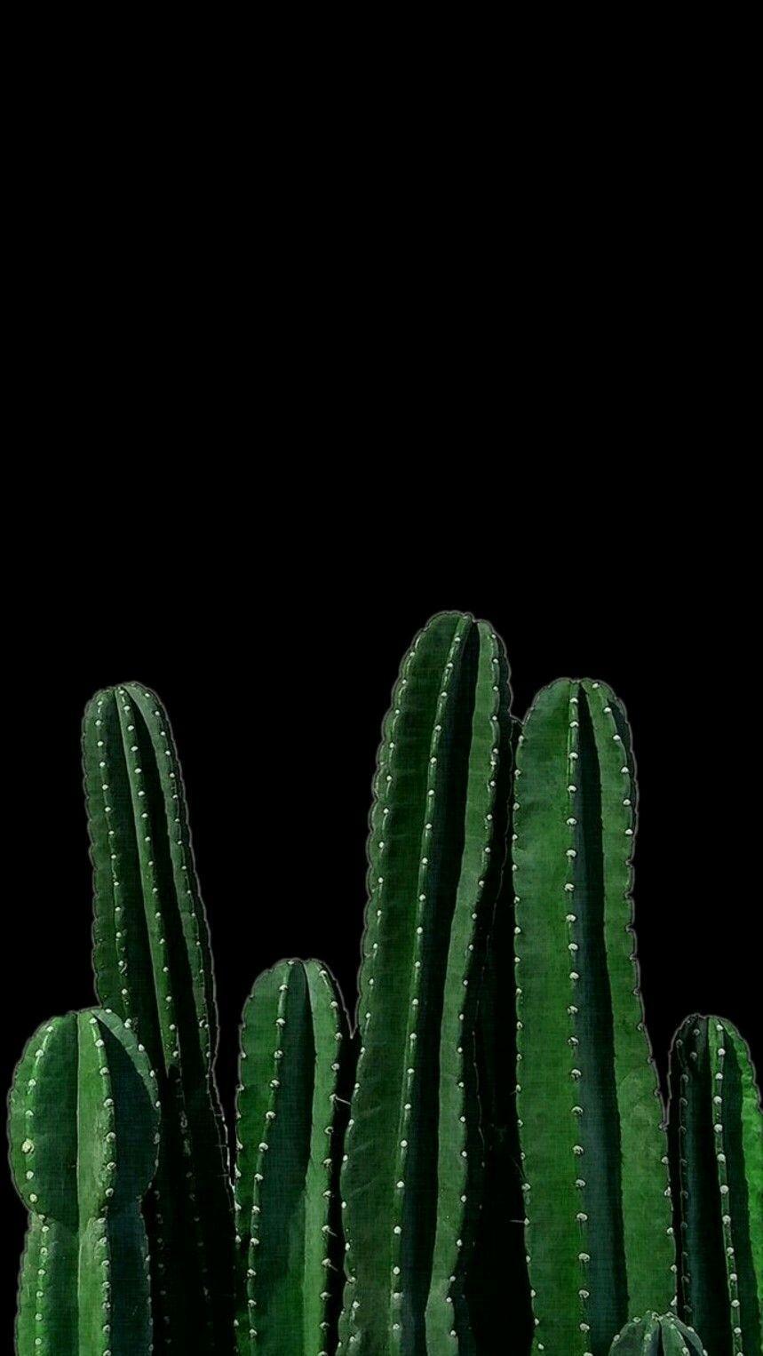 Black Cactus Wallpapers Top Free Black Cactus Backgrounds