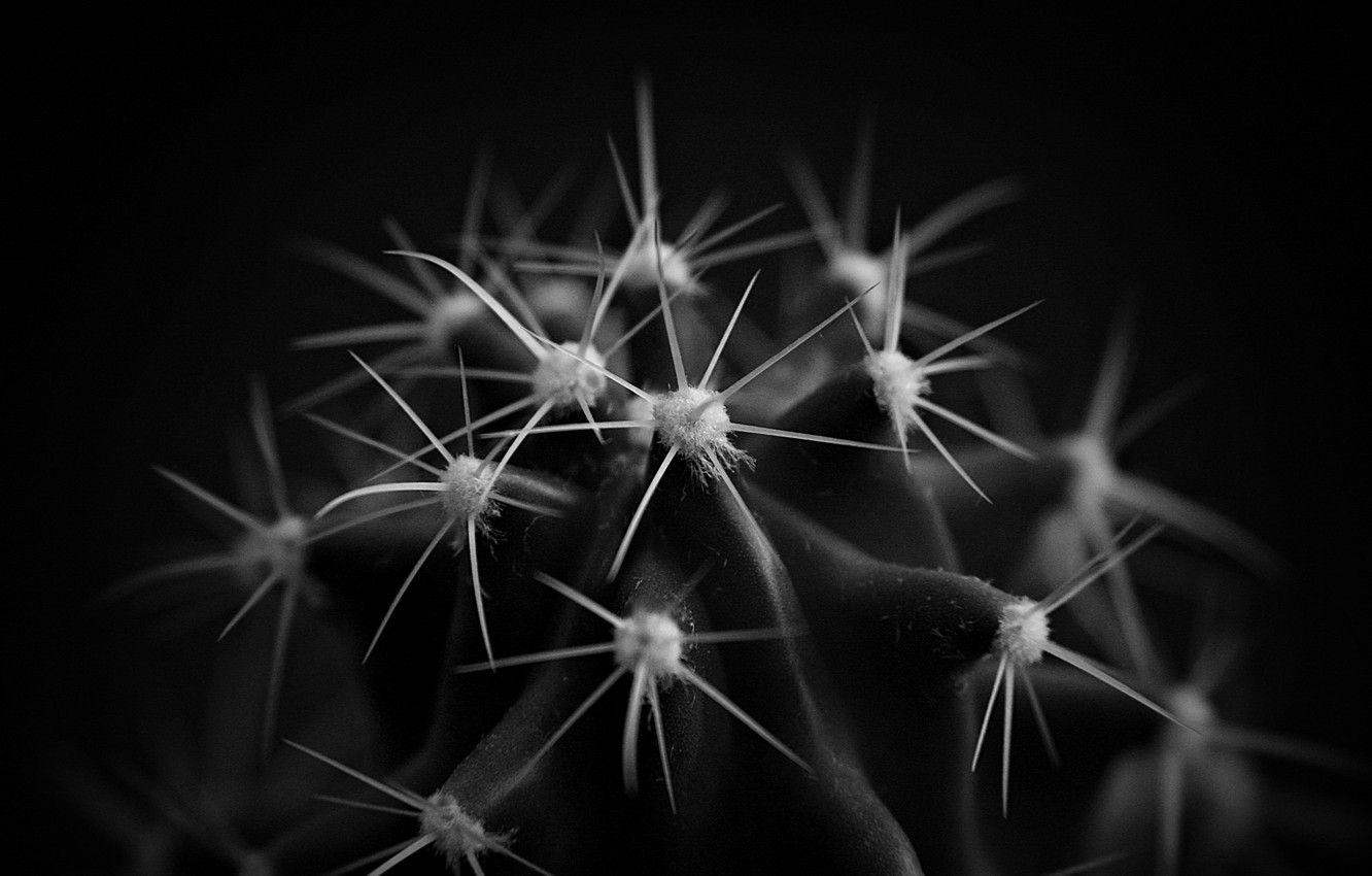 Black Cactus Wallpapers Top Free Black Cactus Backgrounds