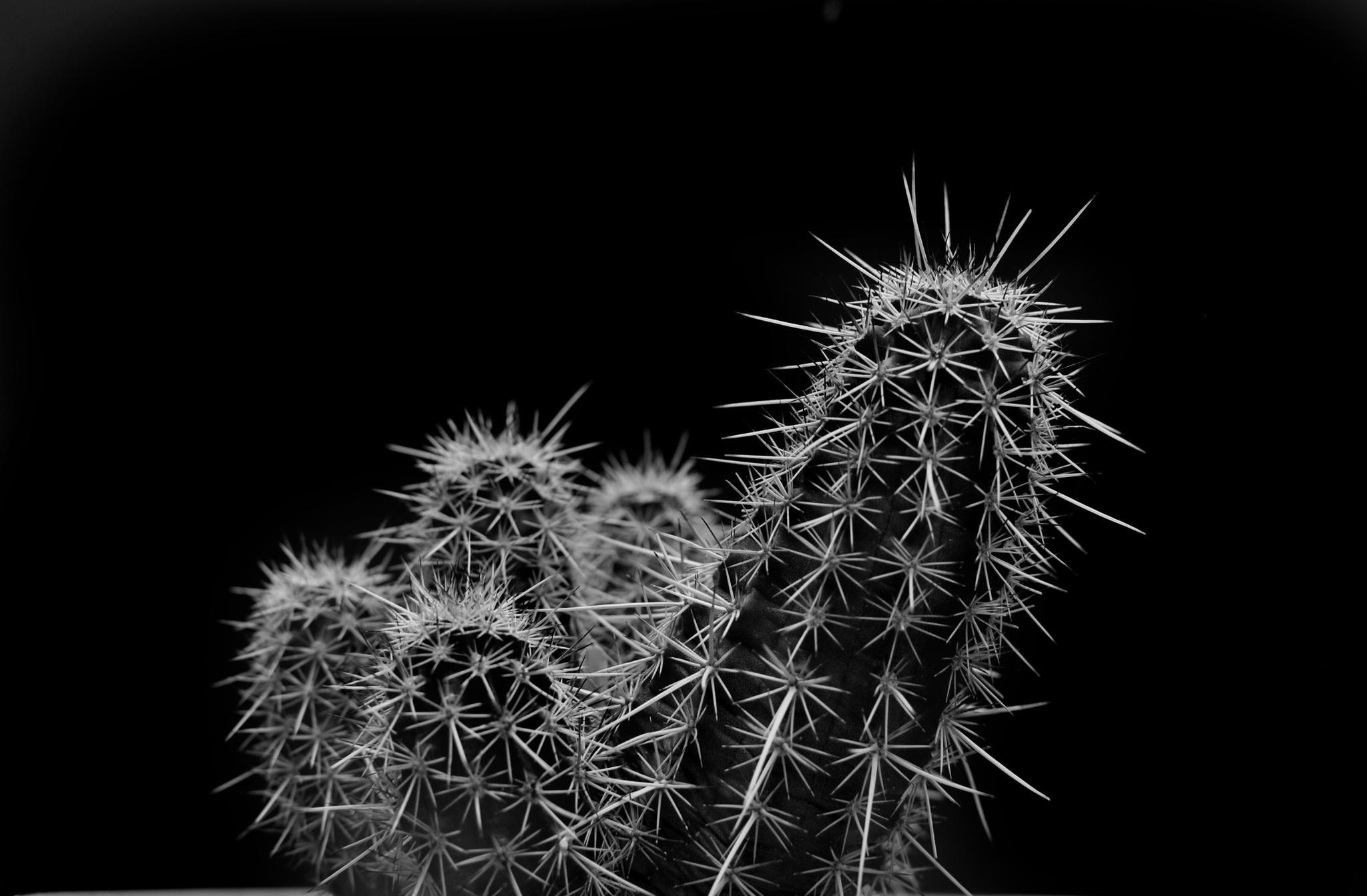 Black Cactus Wallpapers Top Free Black Cactus Backgrounds