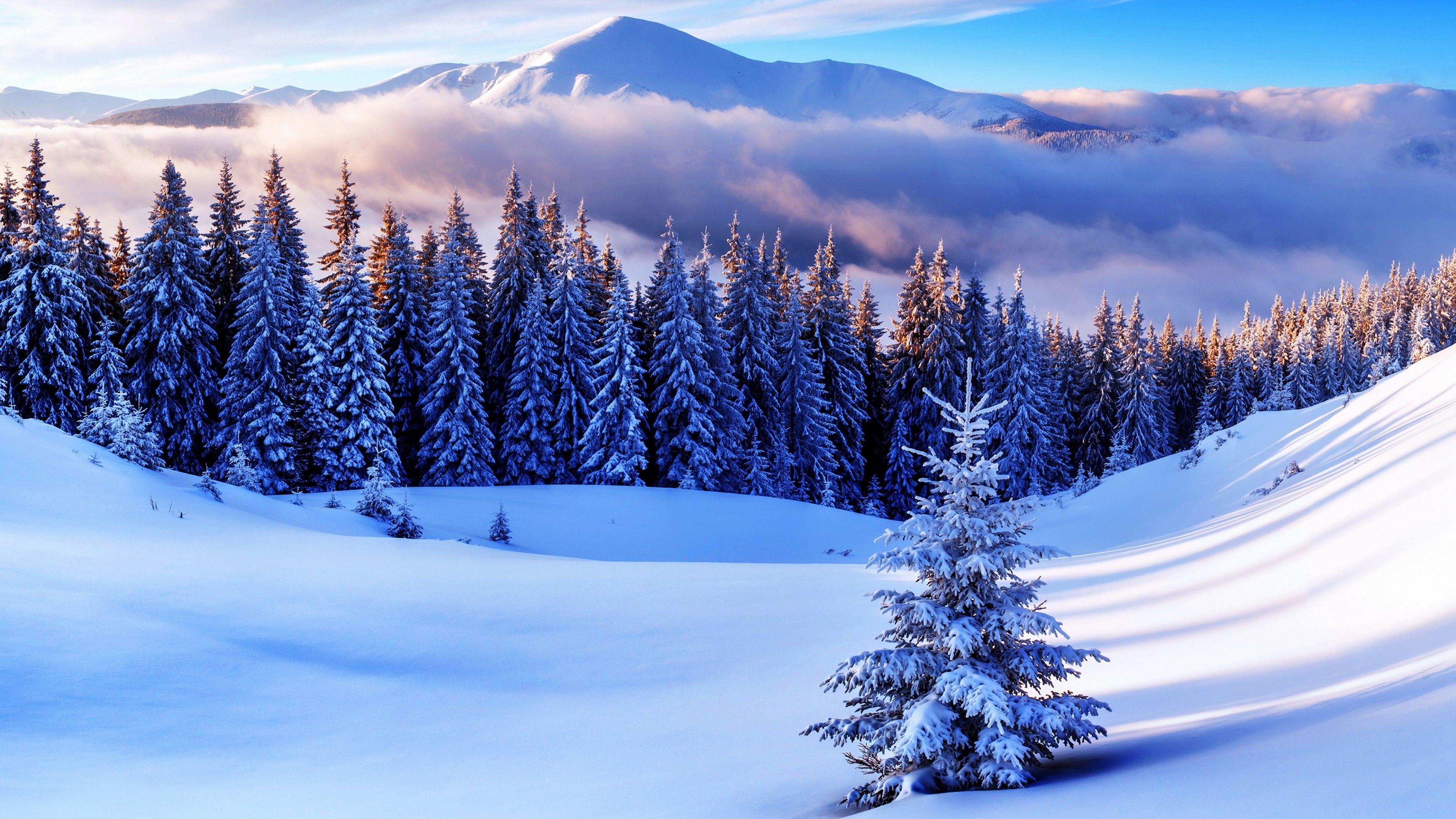 Winter Pine Trees Wallpapers Top Free Winter Pine Trees Backgrounds
