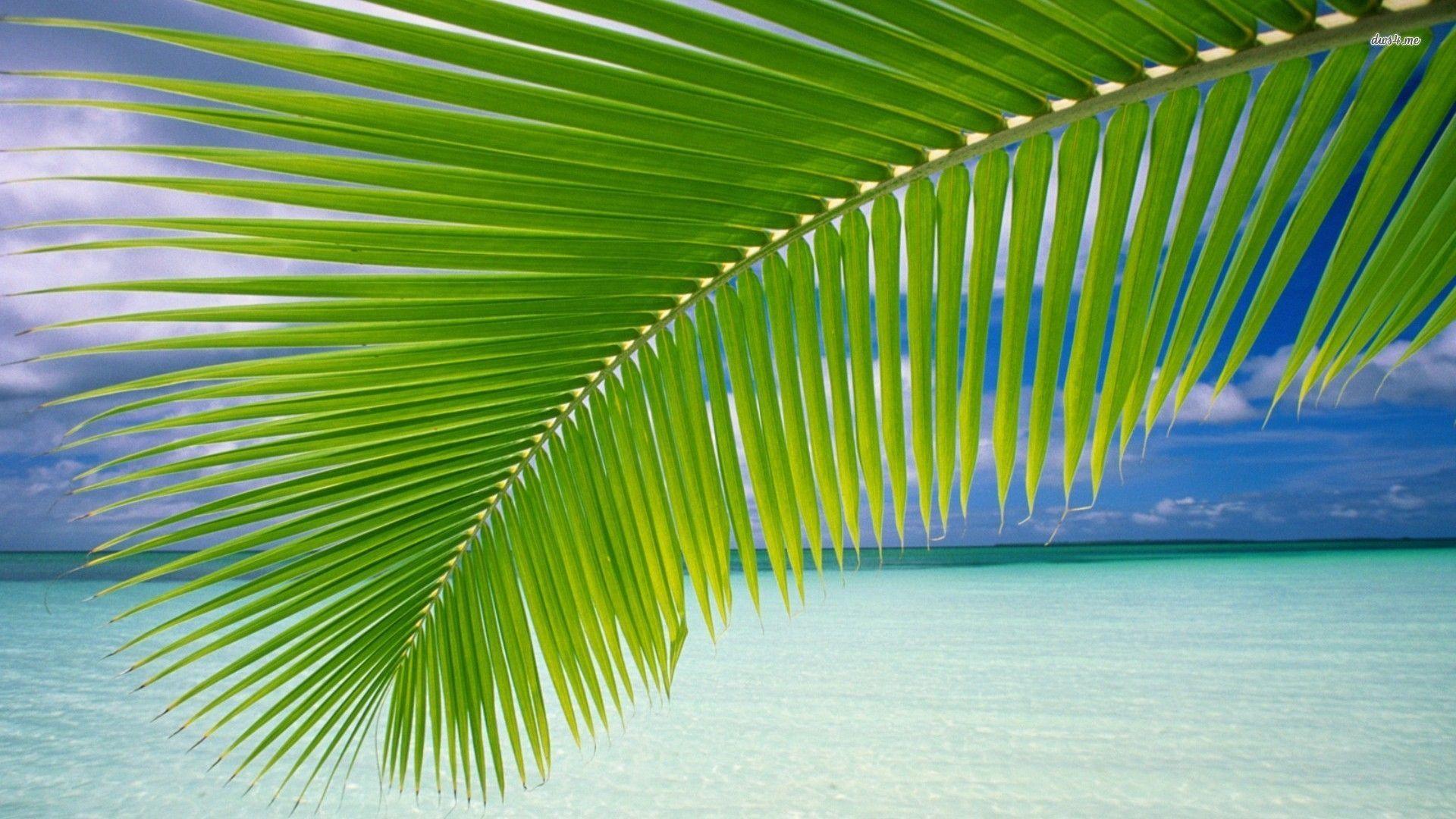 Coconut Leaf Wallpapers Top Free Coconut Leaf Backgrounds