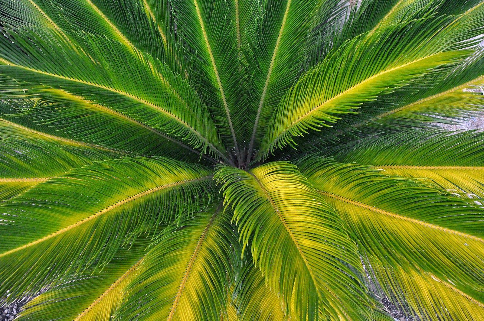 Coconut Leaf Wallpapers Top Free Coconut Leaf Backgrounds