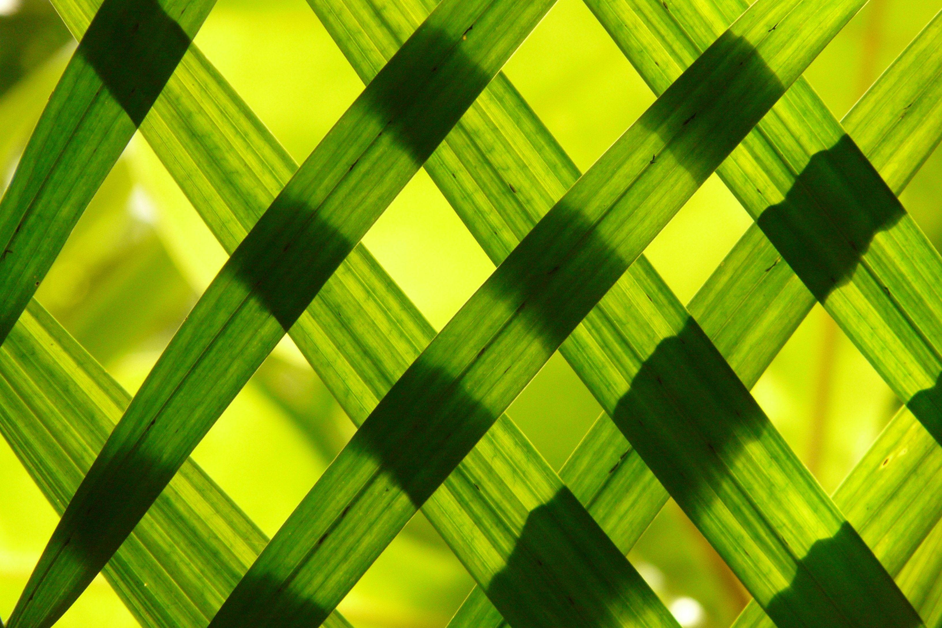 Coconut Leaf Wallpapers Top Free Coconut Leaf Backgrounds