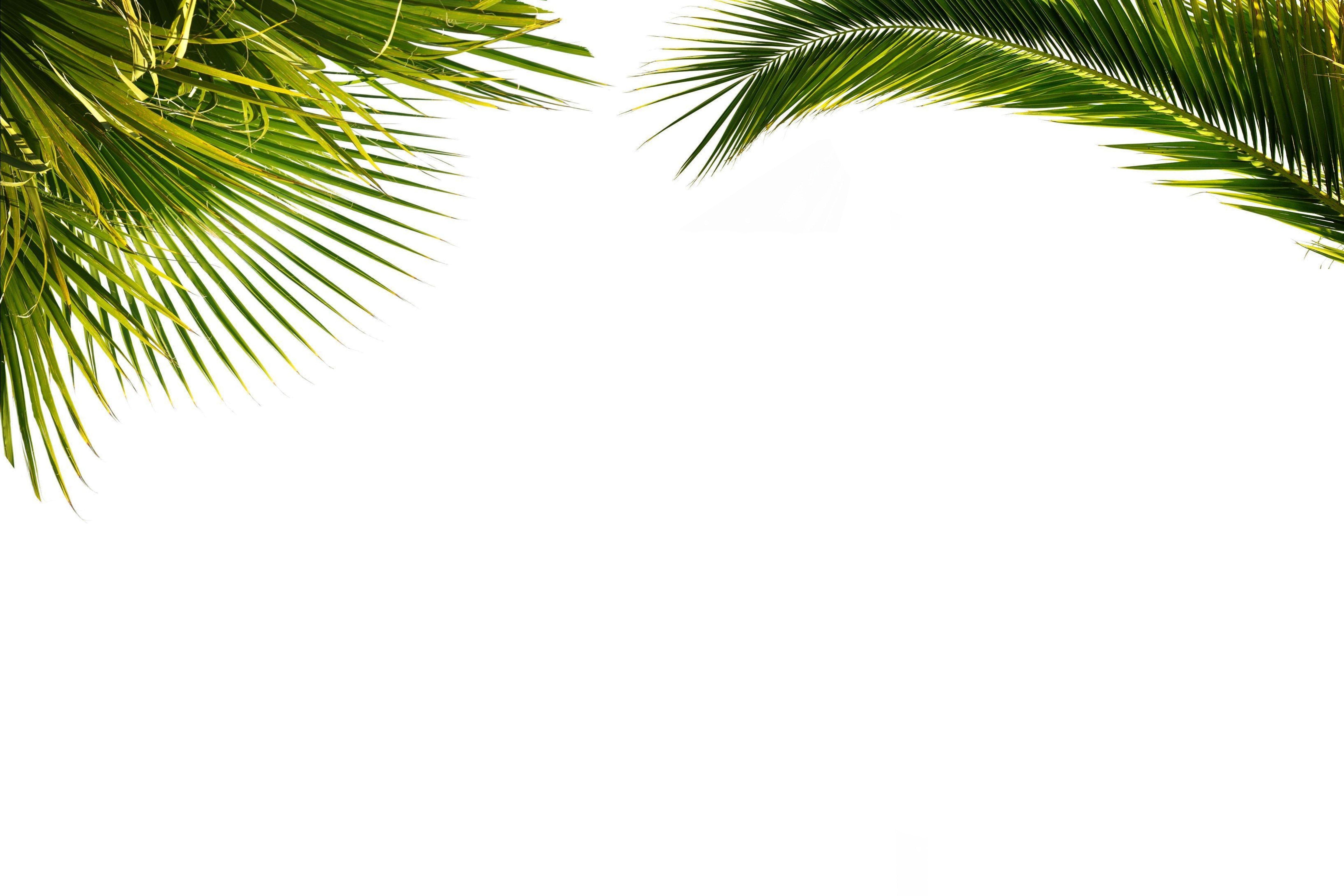 Coconut Leaf Wallpapers Top Free Coconut Leaf Backgrounds