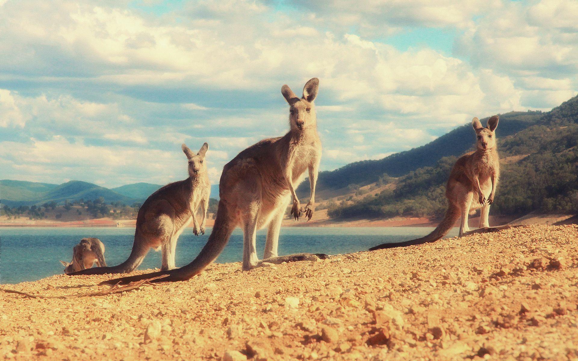 Australian Animal Wallpapers Top Free Australian Animal Backgrounds
