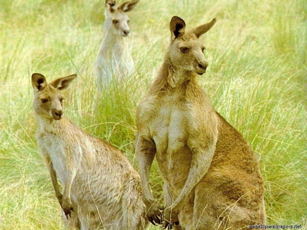Australian Animal Wallpapers Top Free Australian Animal Backgrounds