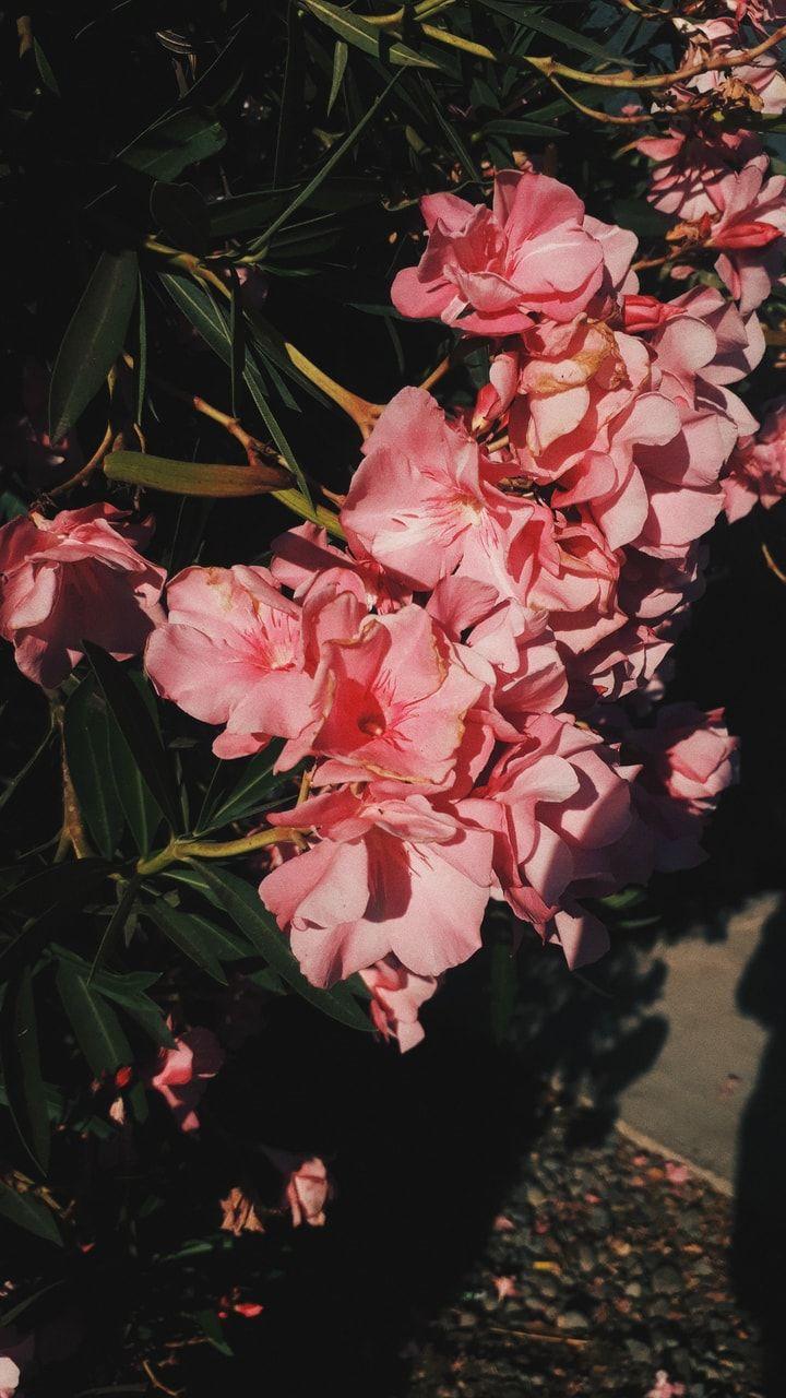 Pink Nature Aesthetic Wallpapers Top Free Pink Nature Aesthetic