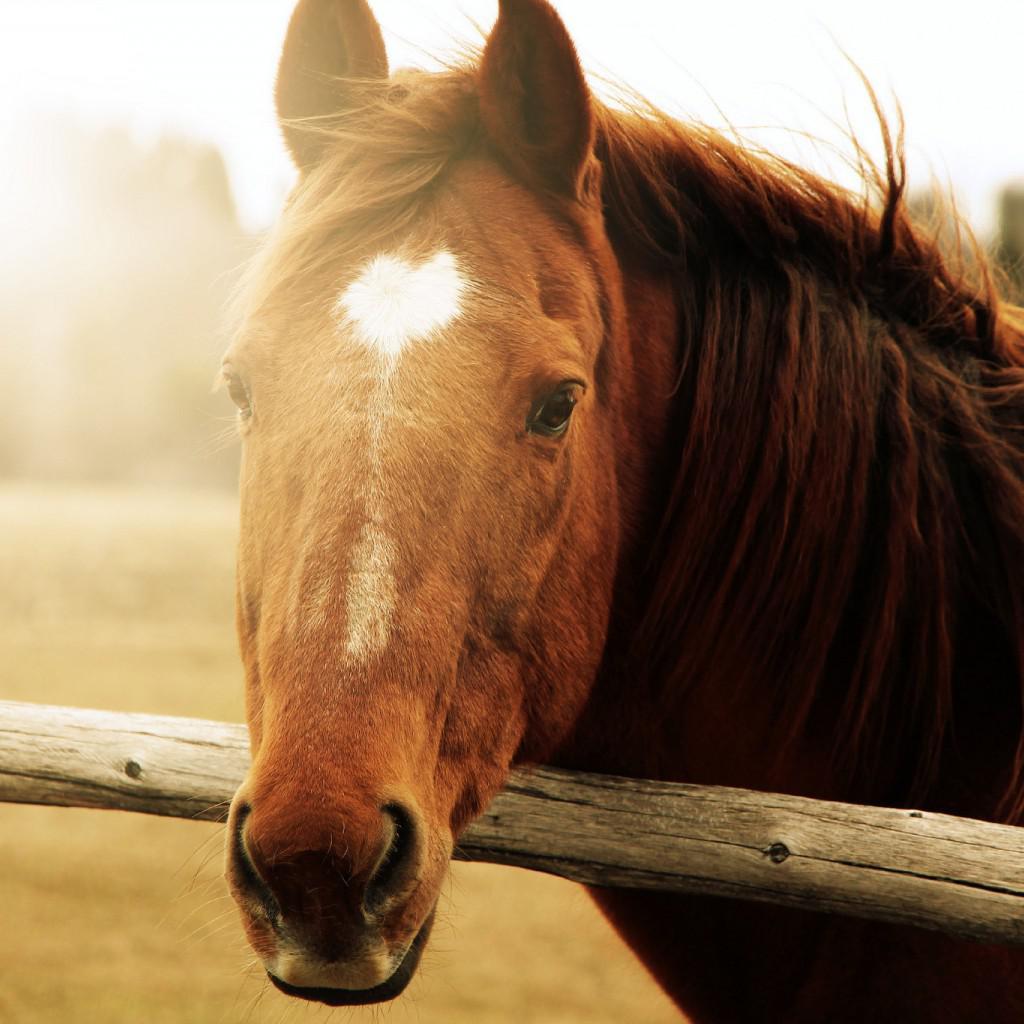 Beautiful Horse iPhone Wallpapers Top Free Beautiful Horse iPhone Backgrounds WallpaperAccess