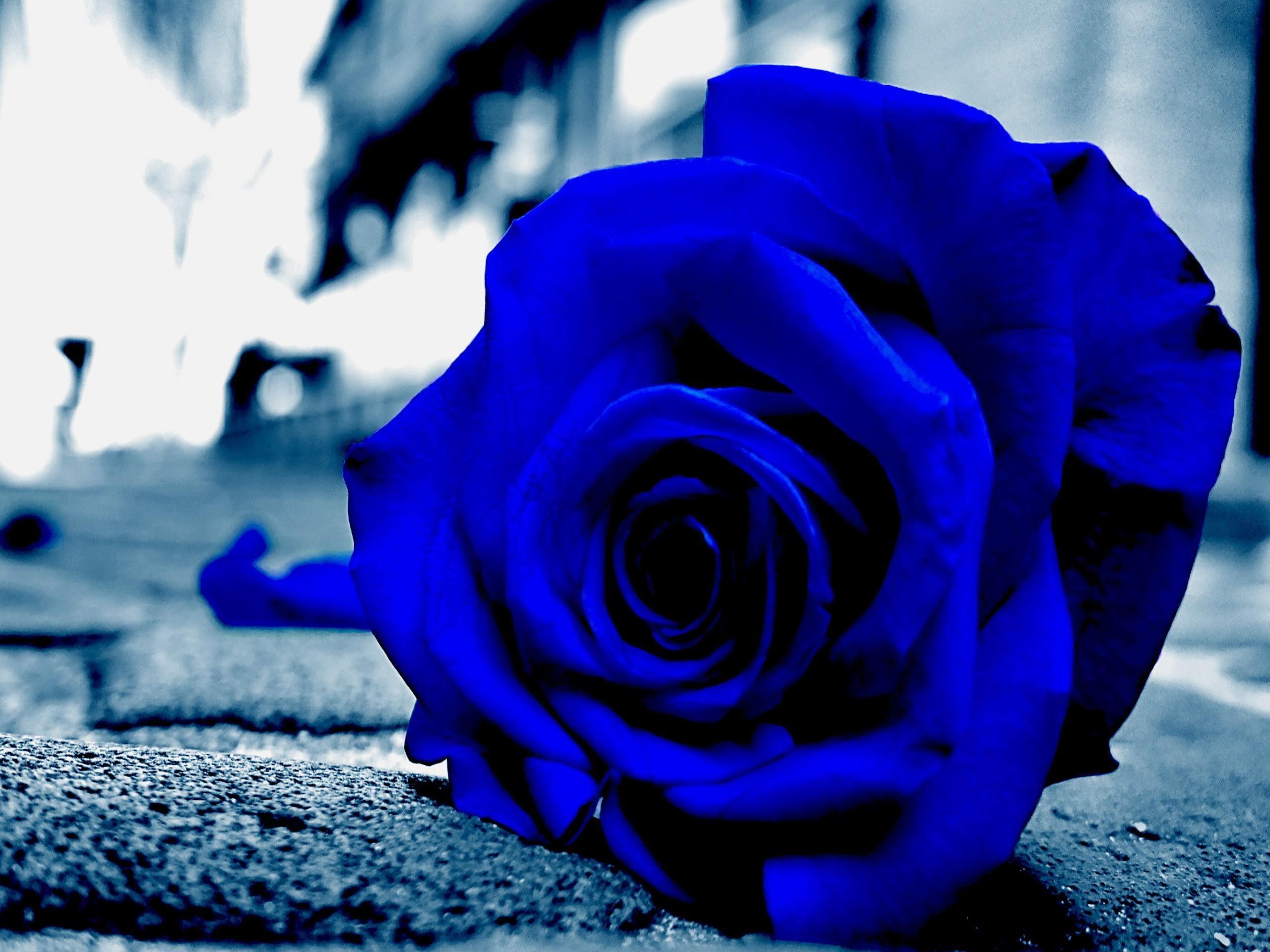 Blue Rose Desktop Wallpapers Top Free Blue Rose Desktop Backgrounds