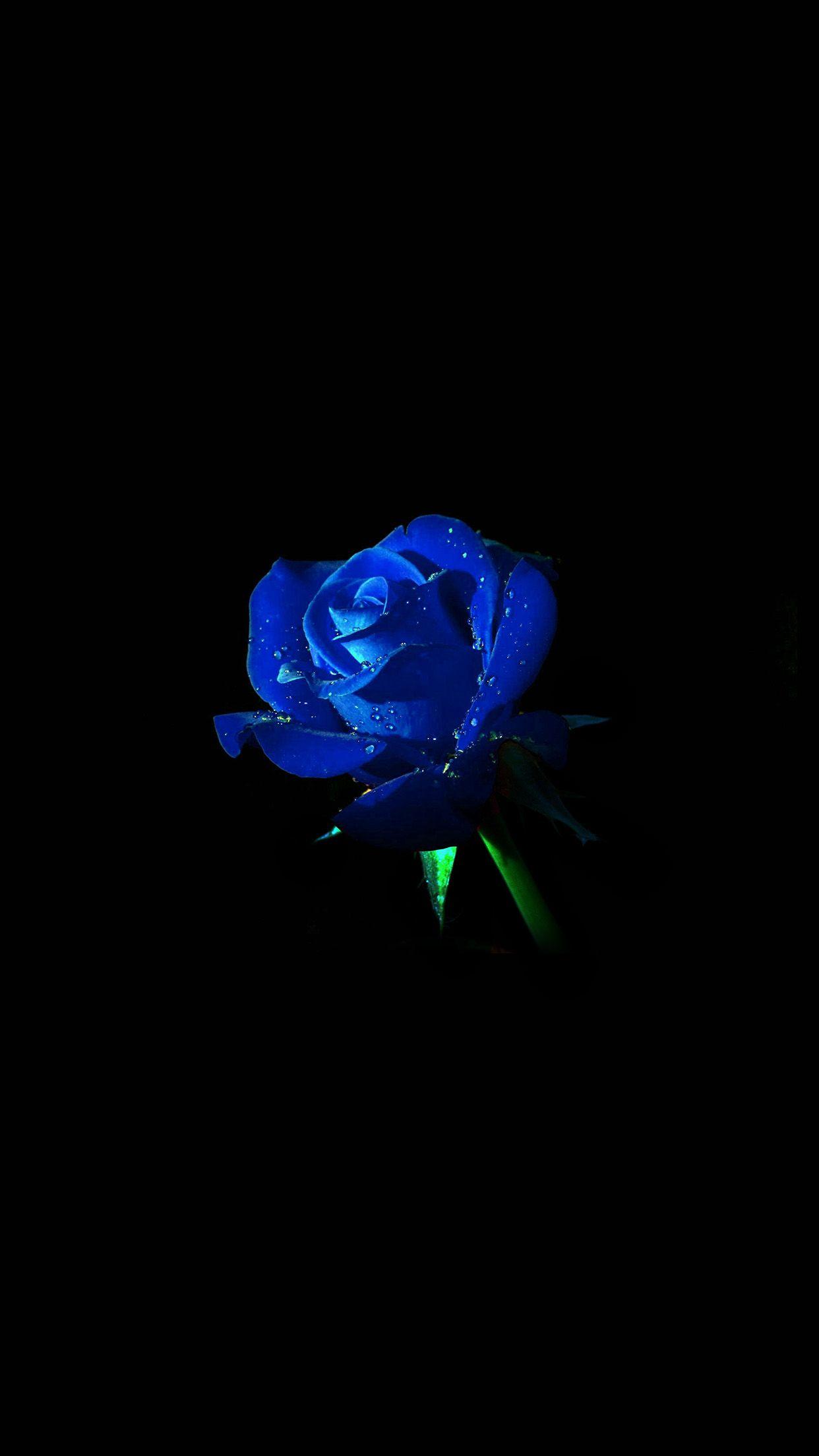 Blue Rose HD Wallpapers Top Free Blue Rose HD Backgrounds