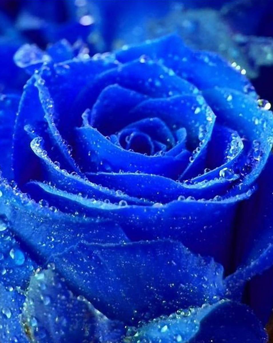 Blue Rose HD Wallpapers Top Free Blue Rose HD Backgrounds
