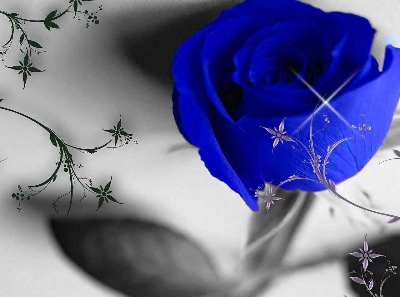 Blue Rose HD Wallpapers Top Free Blue Rose HD Backgrounds