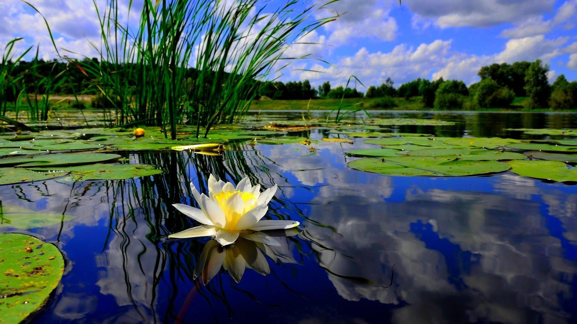Water Pond Wallpapers Top Free Water Pond Backgrounds WallpaperAccess
