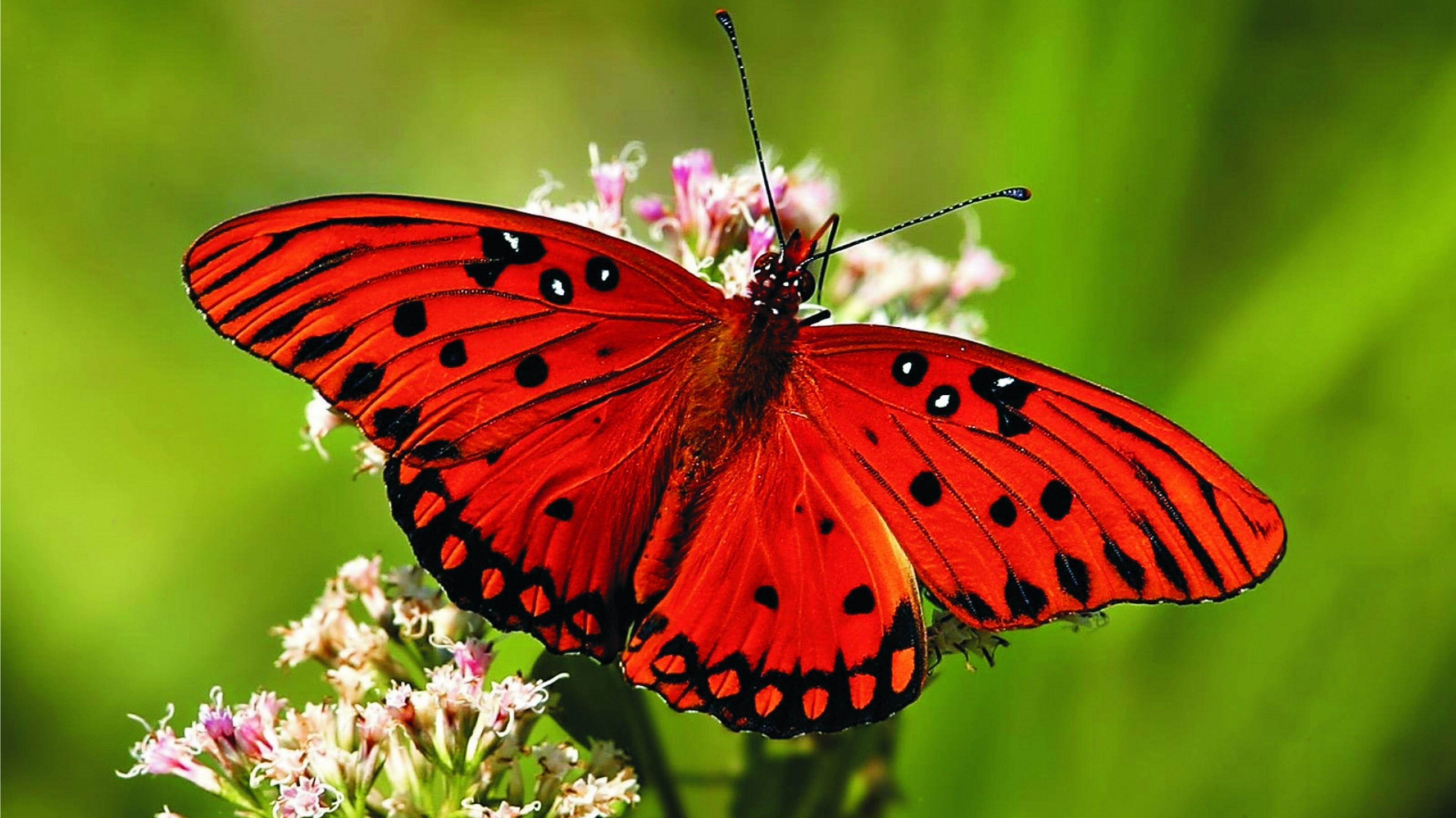 Red Butterfly Wallpapers Top Free Red Butterfly Backgrounds