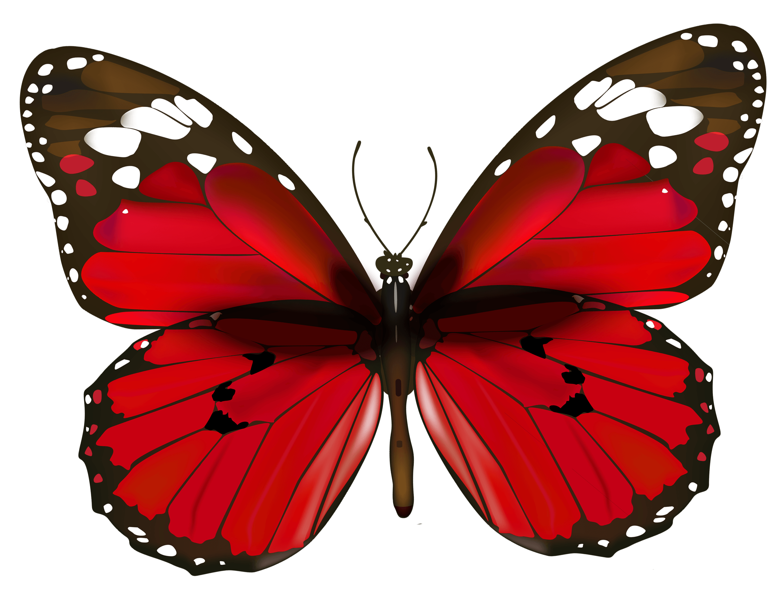 Red Butterfly Wallpapers Top Free Red Butterfly Backgrounds