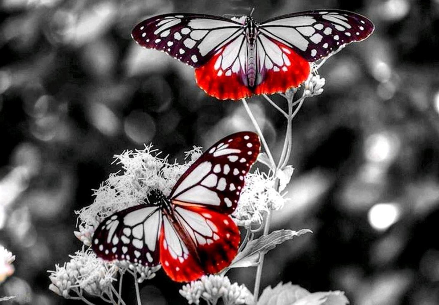 Red Butterfly Wallpapers Top Free Red Butterfly Backgrounds