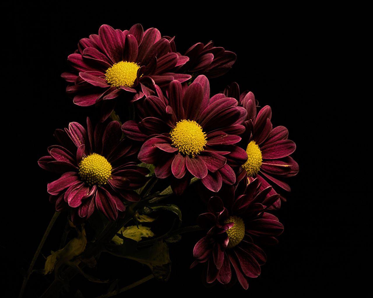 Maroon Flower Desktop Wallpapers Top Free Maroon Flower Desktop Backgrounds WallpaperAccess