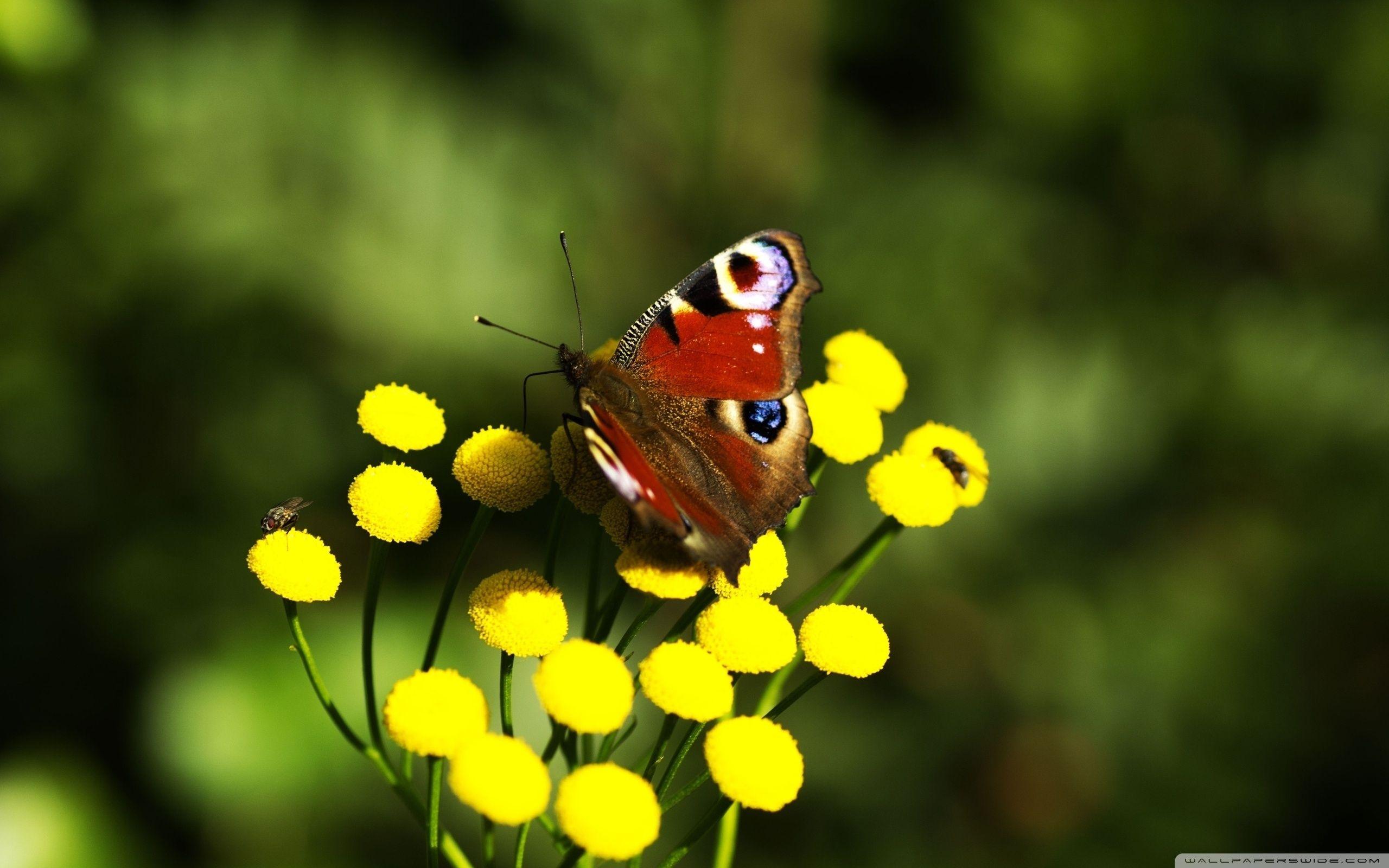 Red Butterfly Wallpapers Top Free Red Butterfly Backgrounds