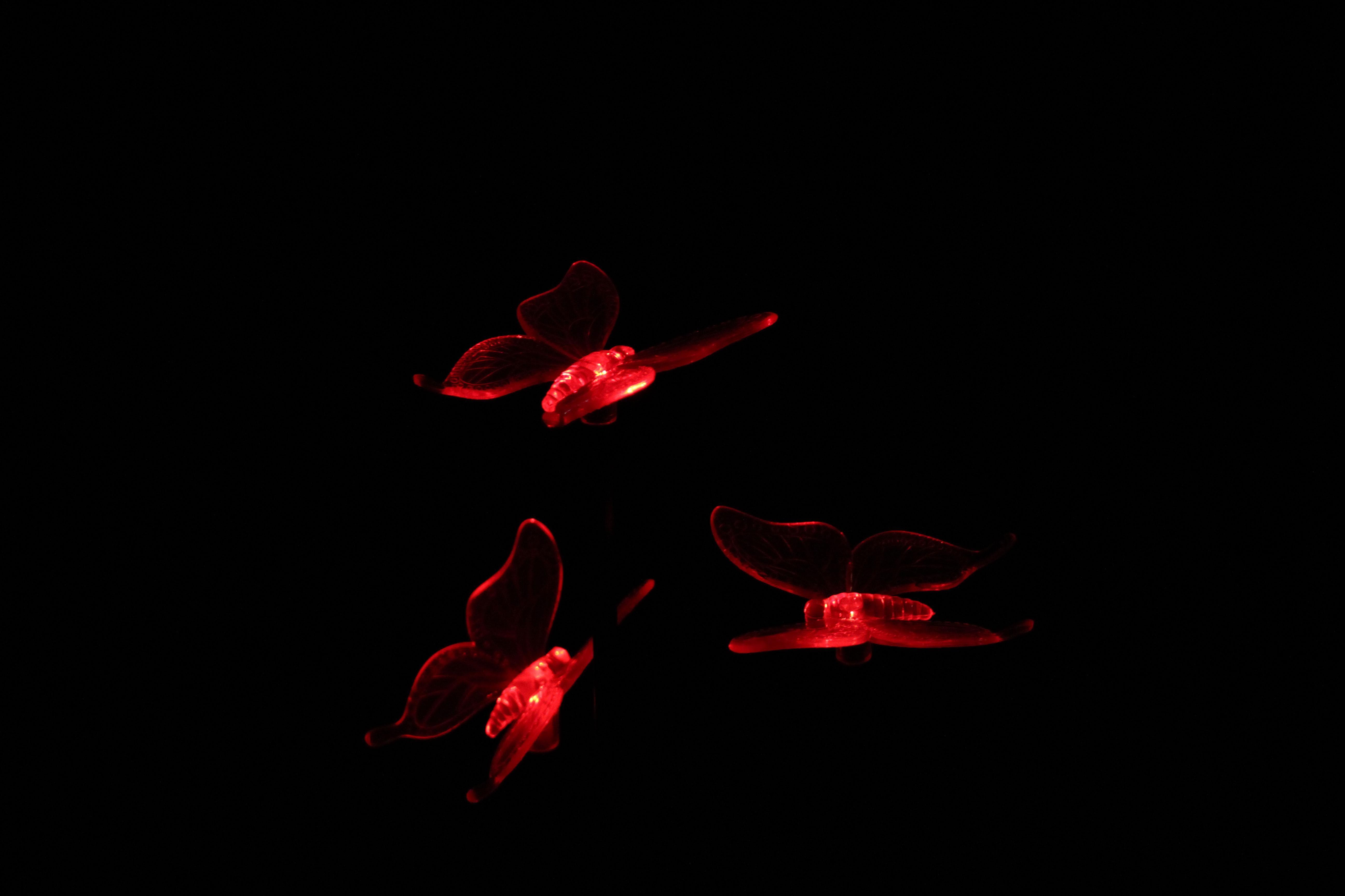 Dark Butterfly Wallpapers Top Free Dark Butterfly Backgrounds