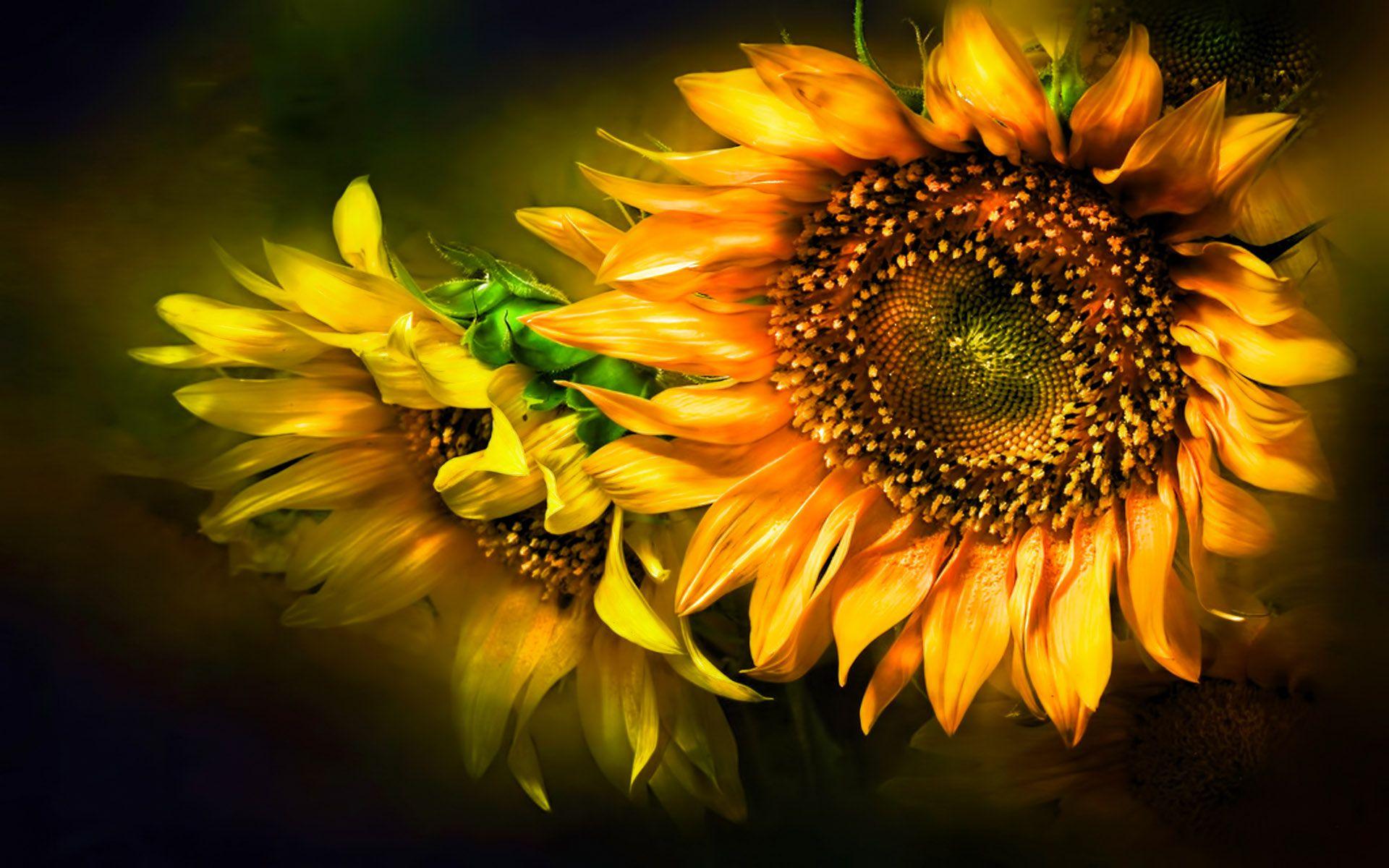 Fall Sunflower Wallpapers Top Free Fall Sunflower Backgrounds