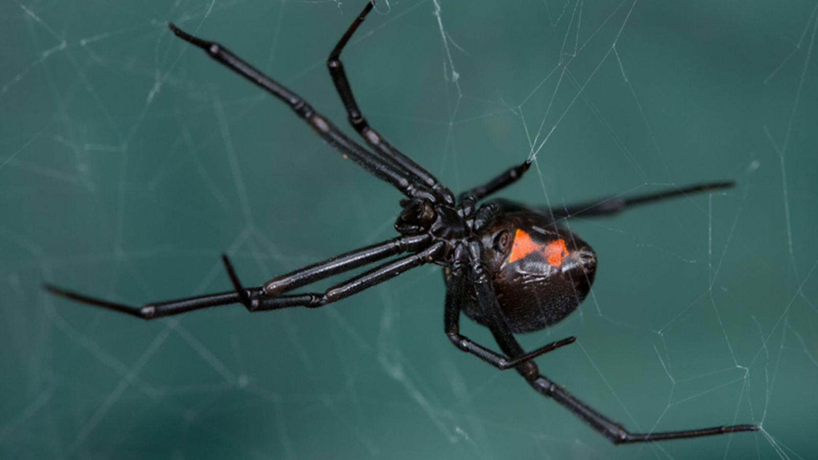 Black Widow Spider Wallpapers Top Free Black Widow Spider Backgrounds