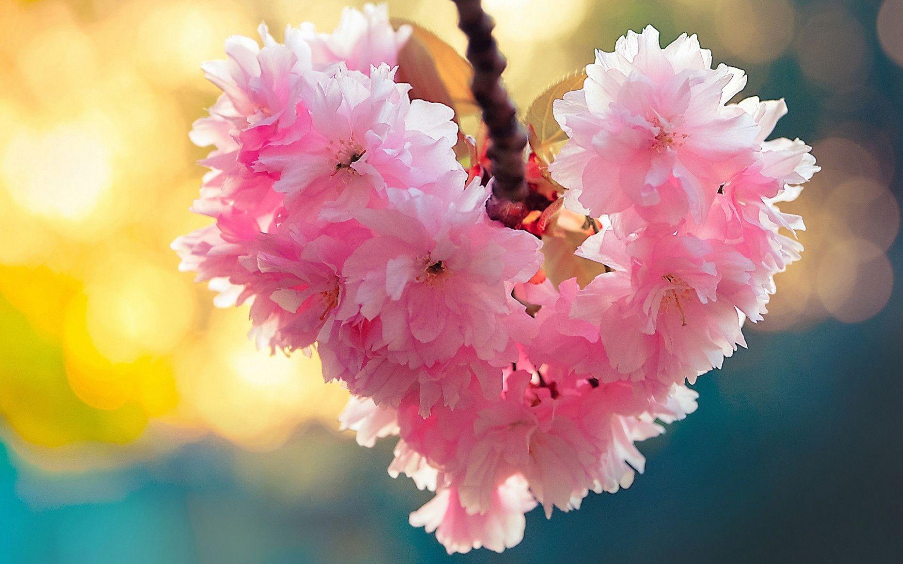 Pink Nature Cute Wallpapers Top Free Pink Nature Cute Backgrounds