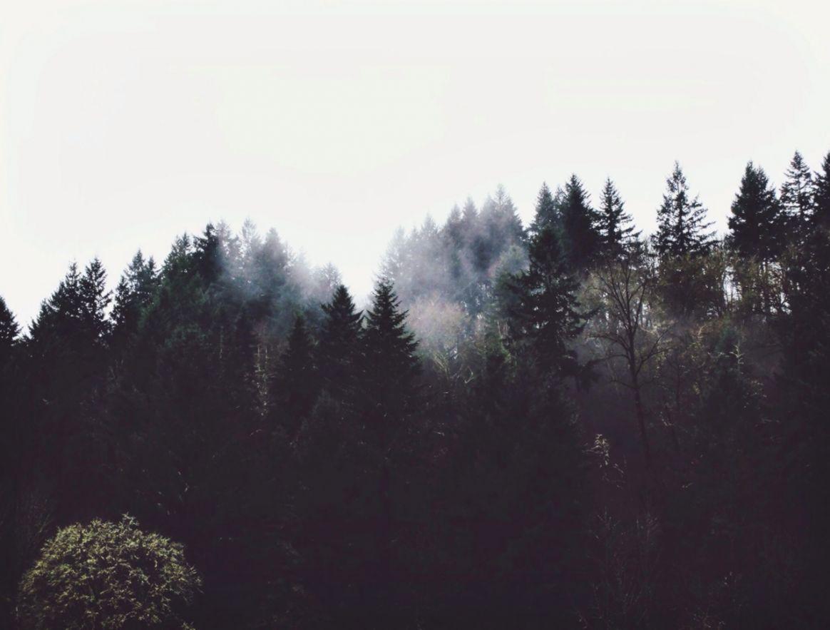 Tumblr Forest Wallpapers Top Free Tumblr Forest Backgrounds