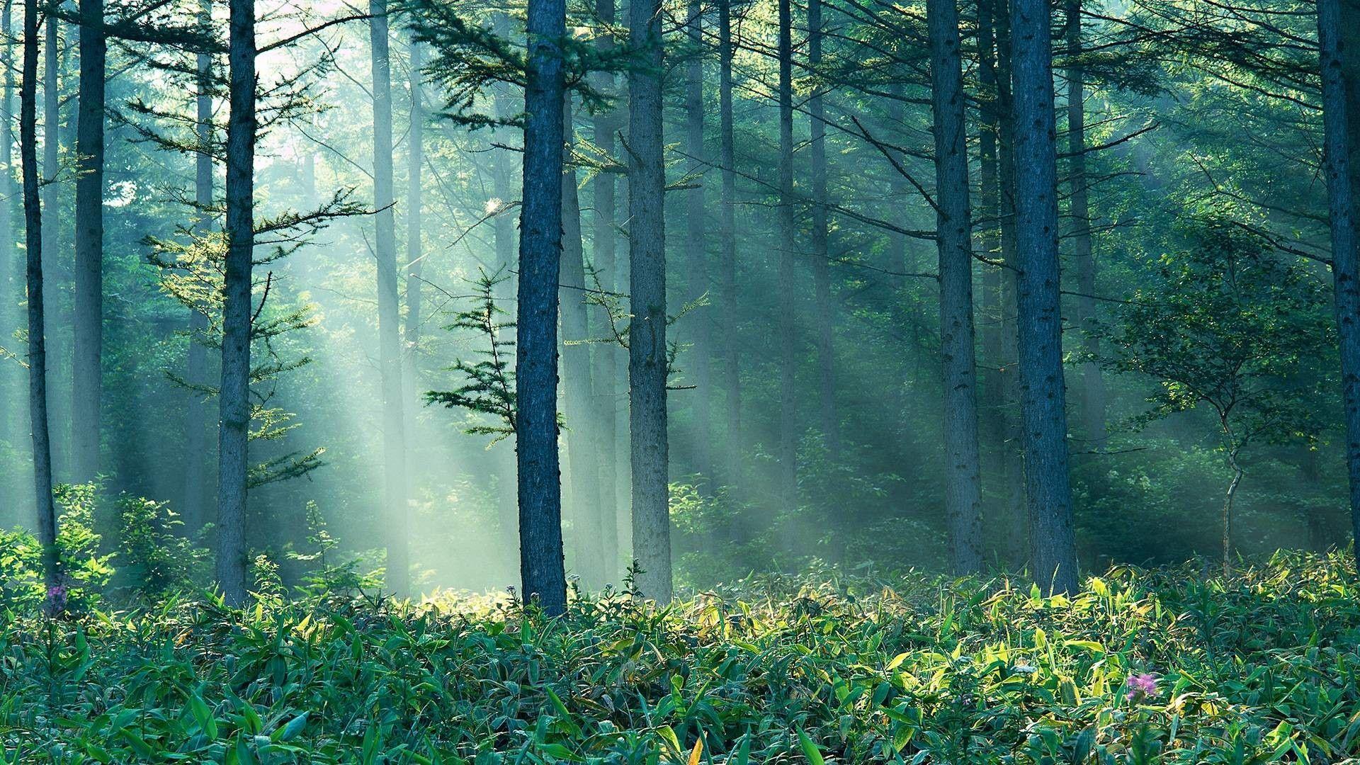 Tumblr Forest Desktop Wallpapers Top Free Tumblr Forest Desktop
