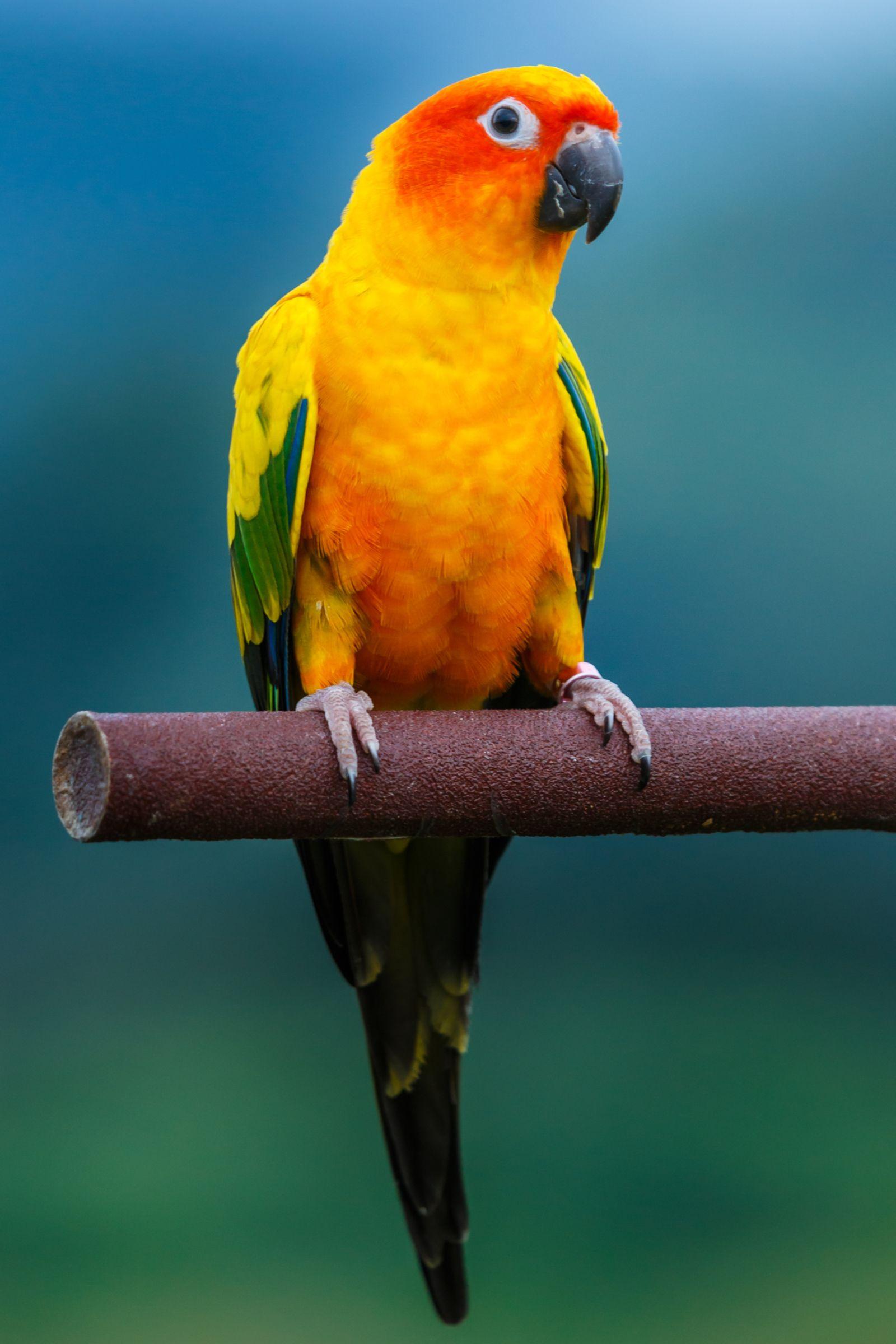 Sun Conure Wallpapers Top Free Sun Conure Backgrounds WallpaperAccess