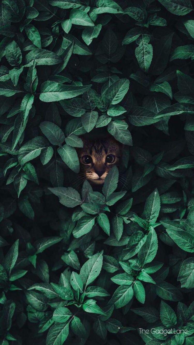 Green Cat Wallpapers Top Free Green Cat Backgrounds WallpaperAccess