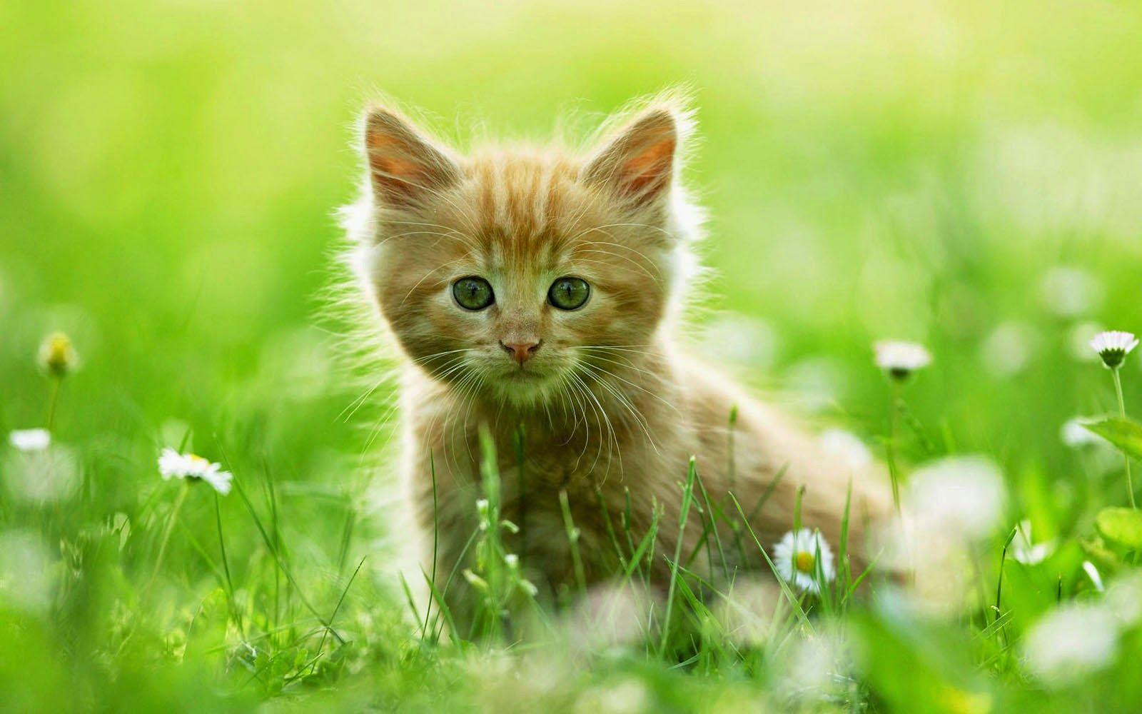 Green Cat Wallpapers Top Free Green Cat Backgrounds WallpaperAccess