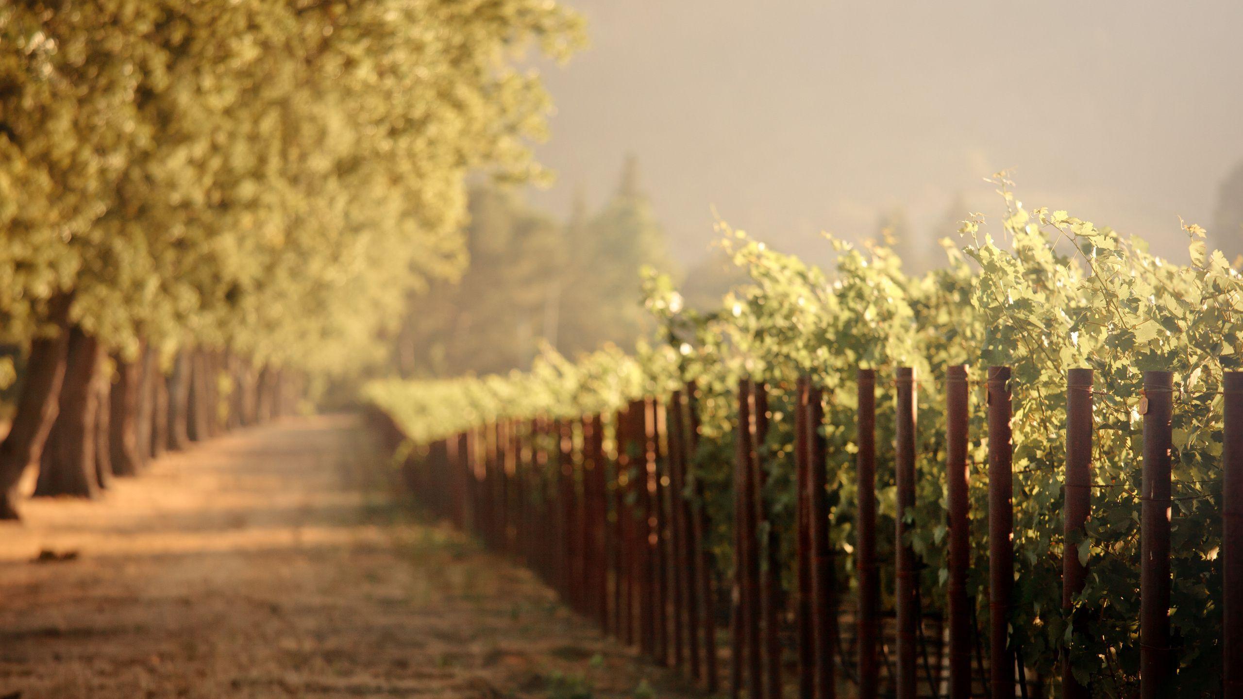 Napa California HD Wallpapers Top Free Napa California HD Backgrounds