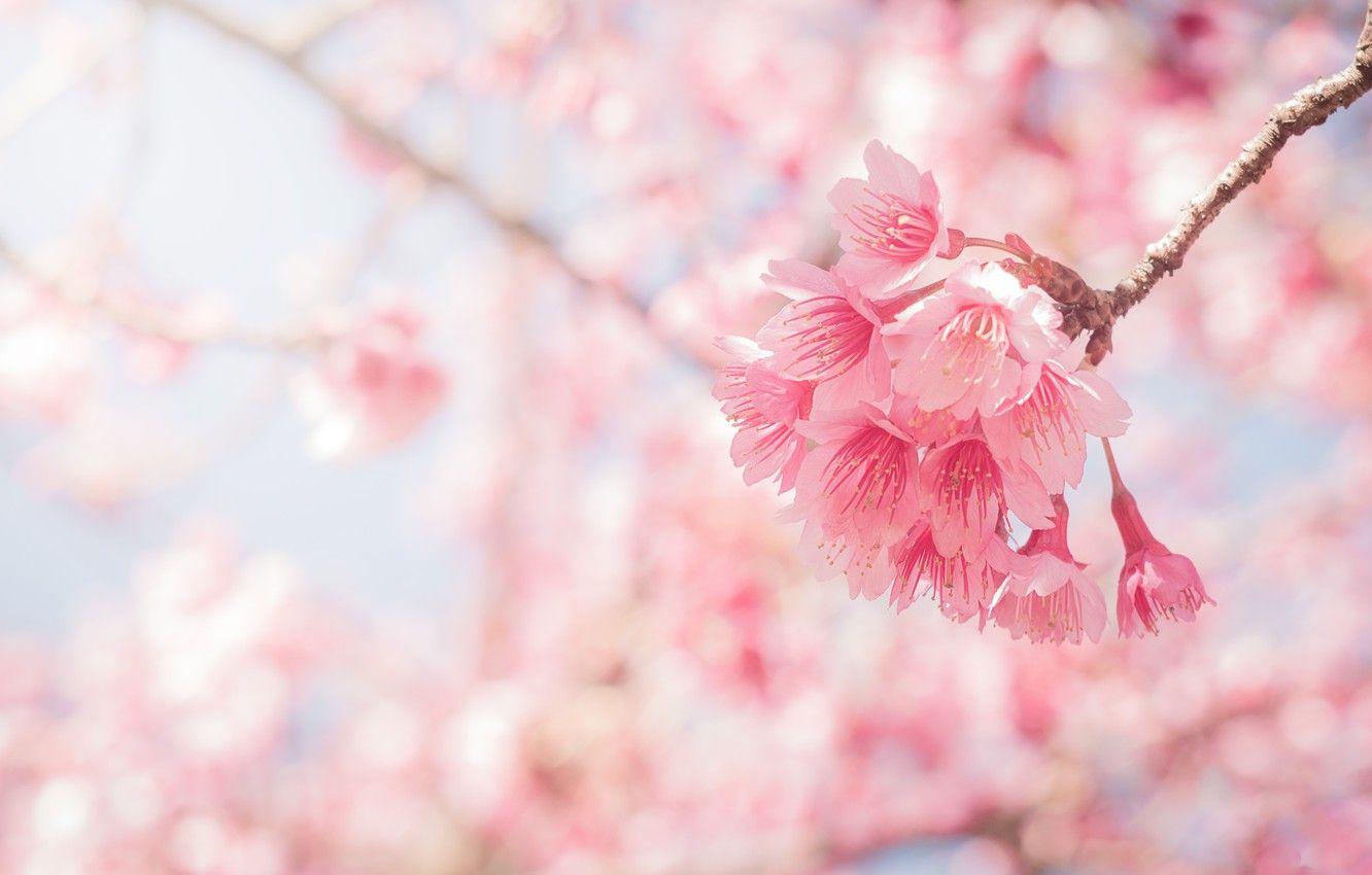 Pink Sakura Wallpapers Top Free Pink Sakura Backgrounds WallpaperAccess