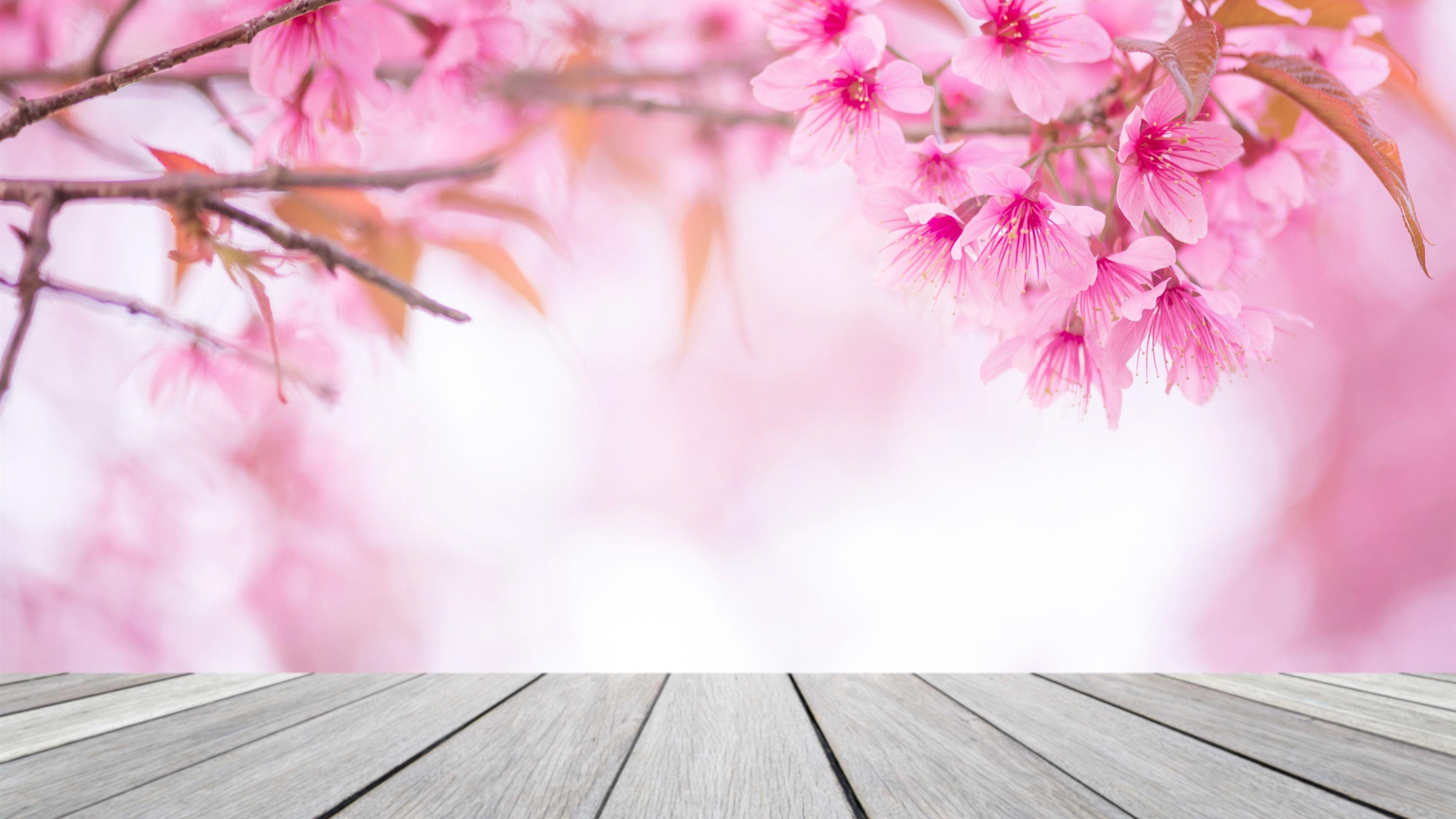 Pink Sakura Wallpapers Top Free Pink Sakura Backgrounds WallpaperAccess