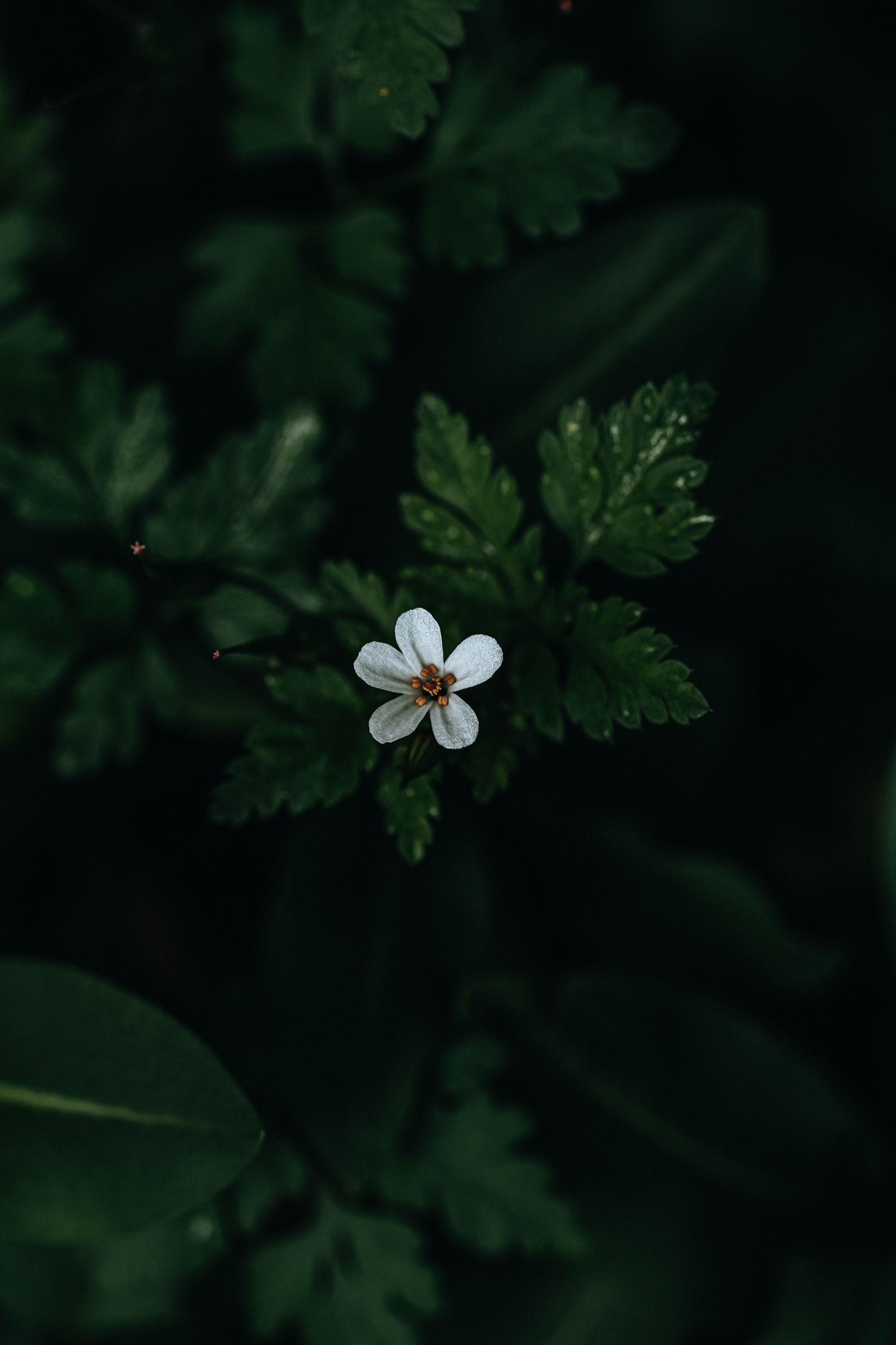 Dark Green Nature Wallpapers Top Free Dark Green Nature Backgrounds