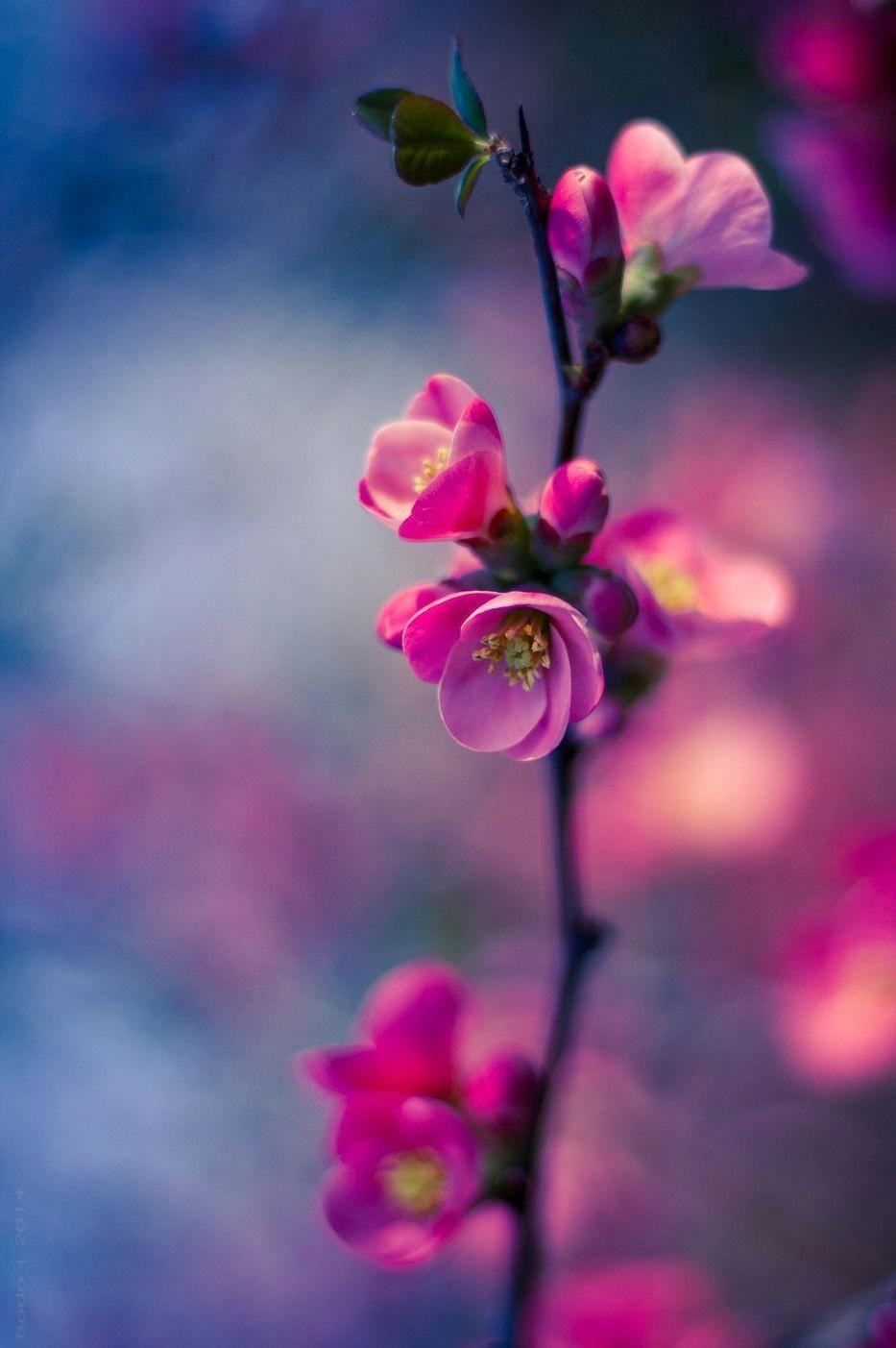 Awesome Flower Wallpapers Top Free Awesome Flower Backgrounds